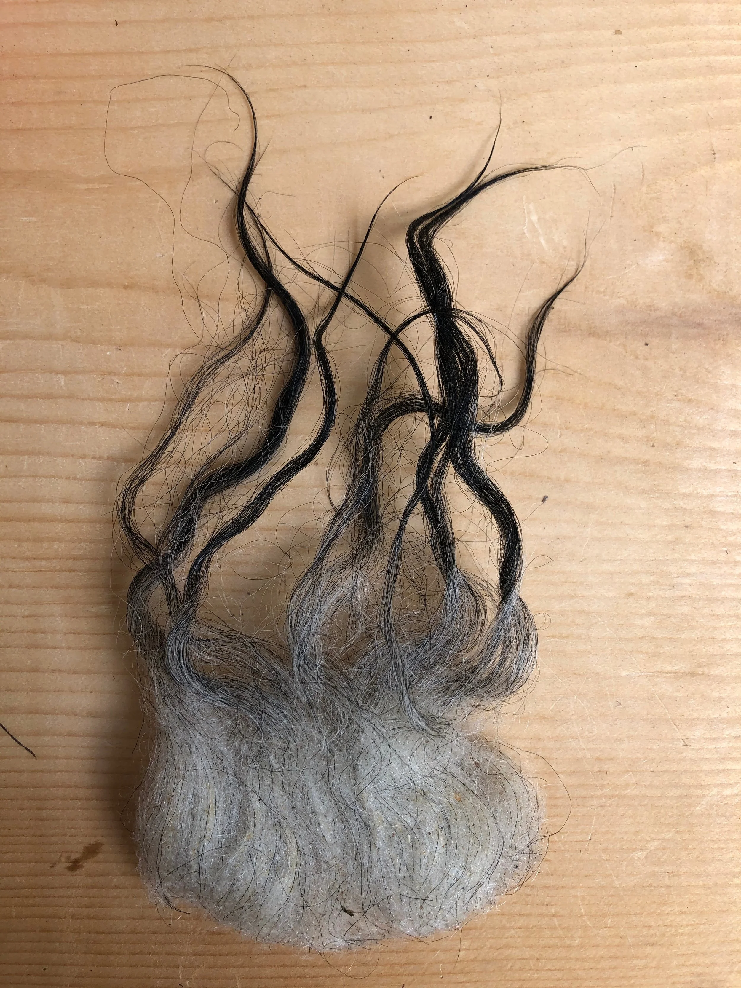 Sheep Breeds — long way homestead