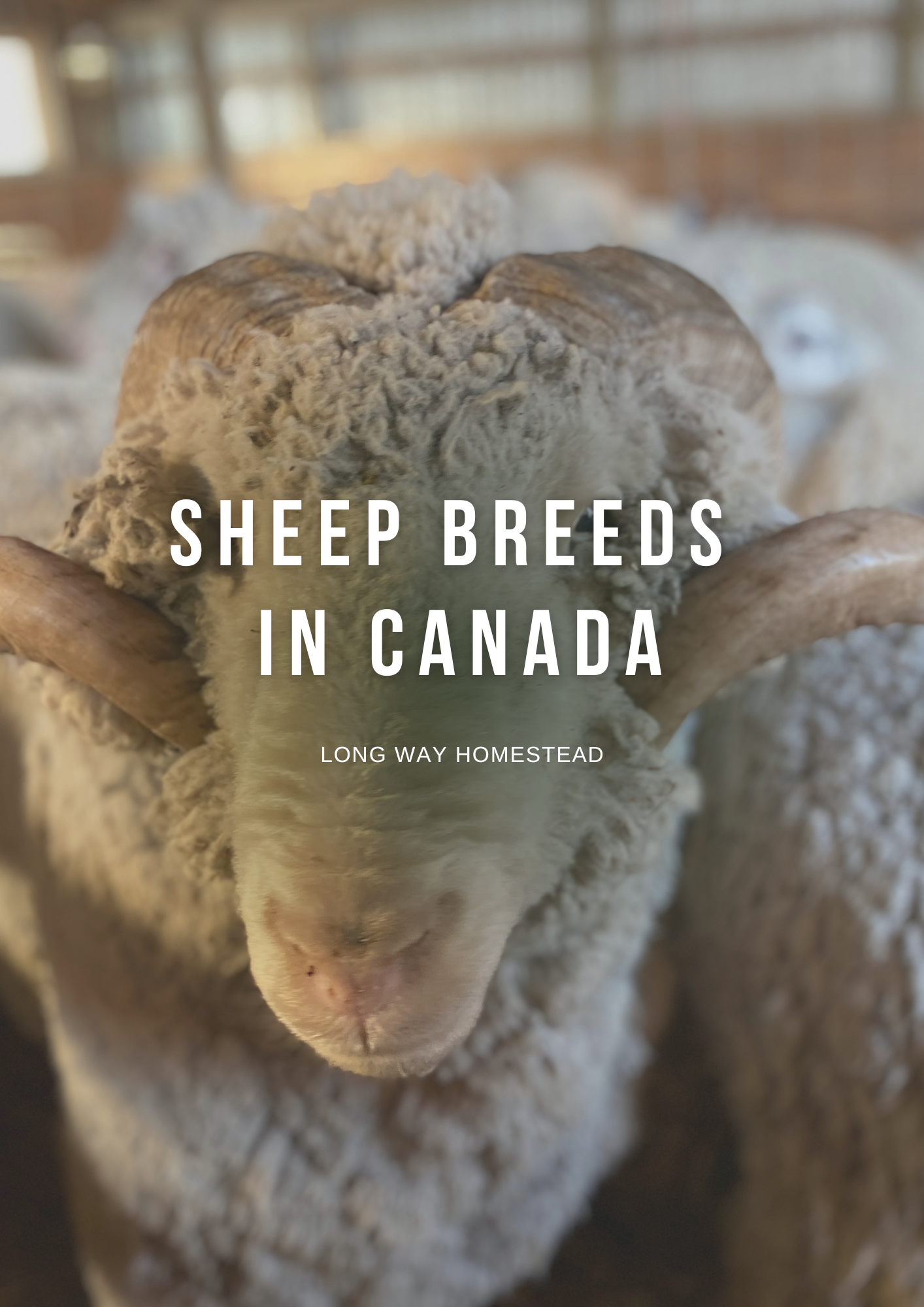 Year of Canadian Wool (3).png