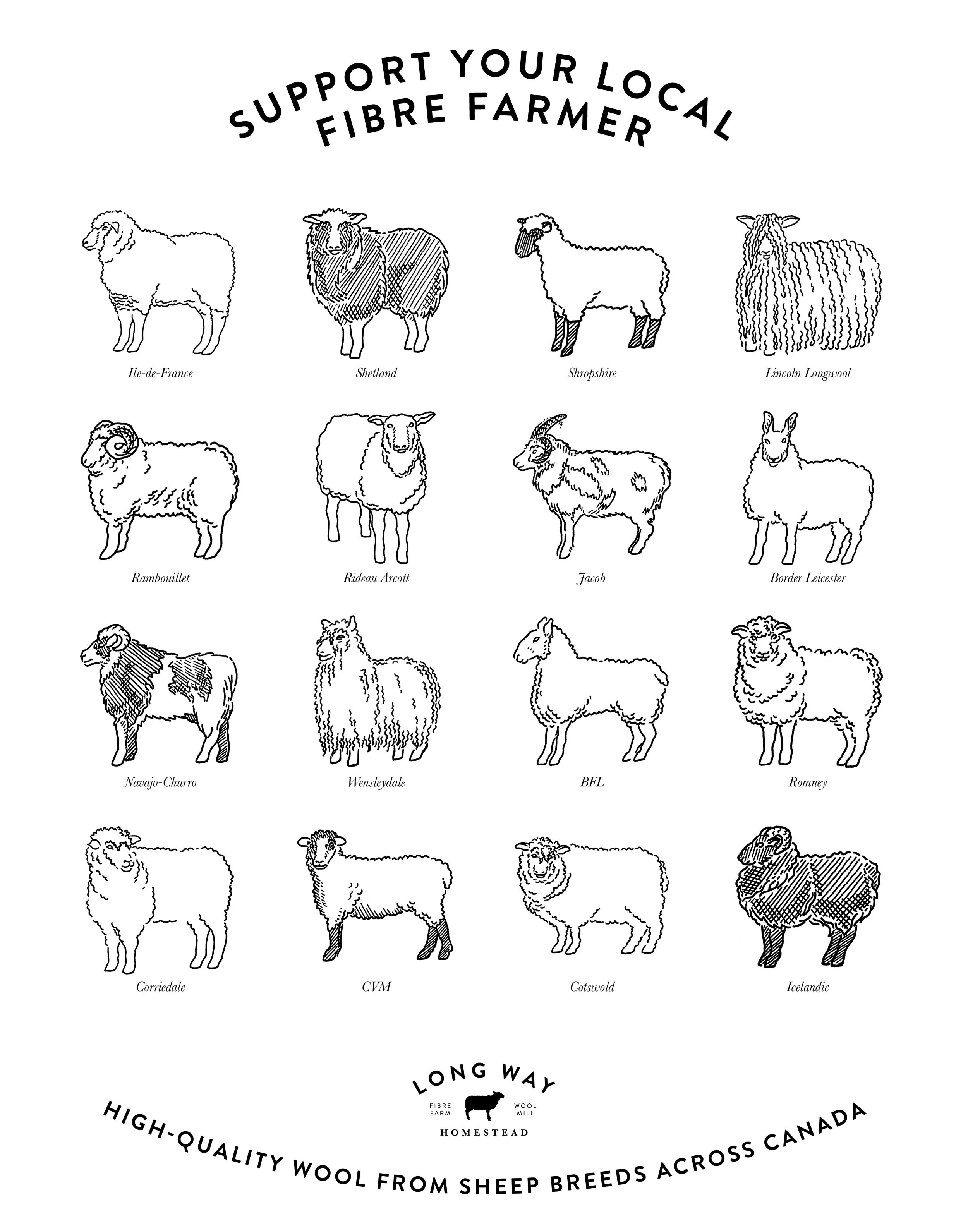 LWH_sheep breeds_02.jpg