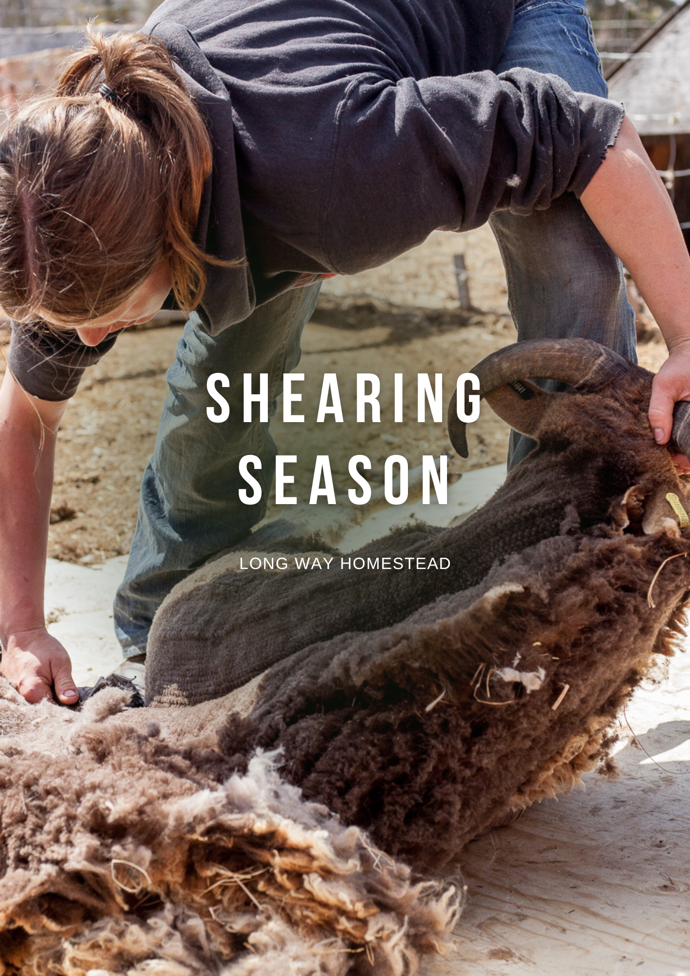 Year of Canadian Wool (5).png