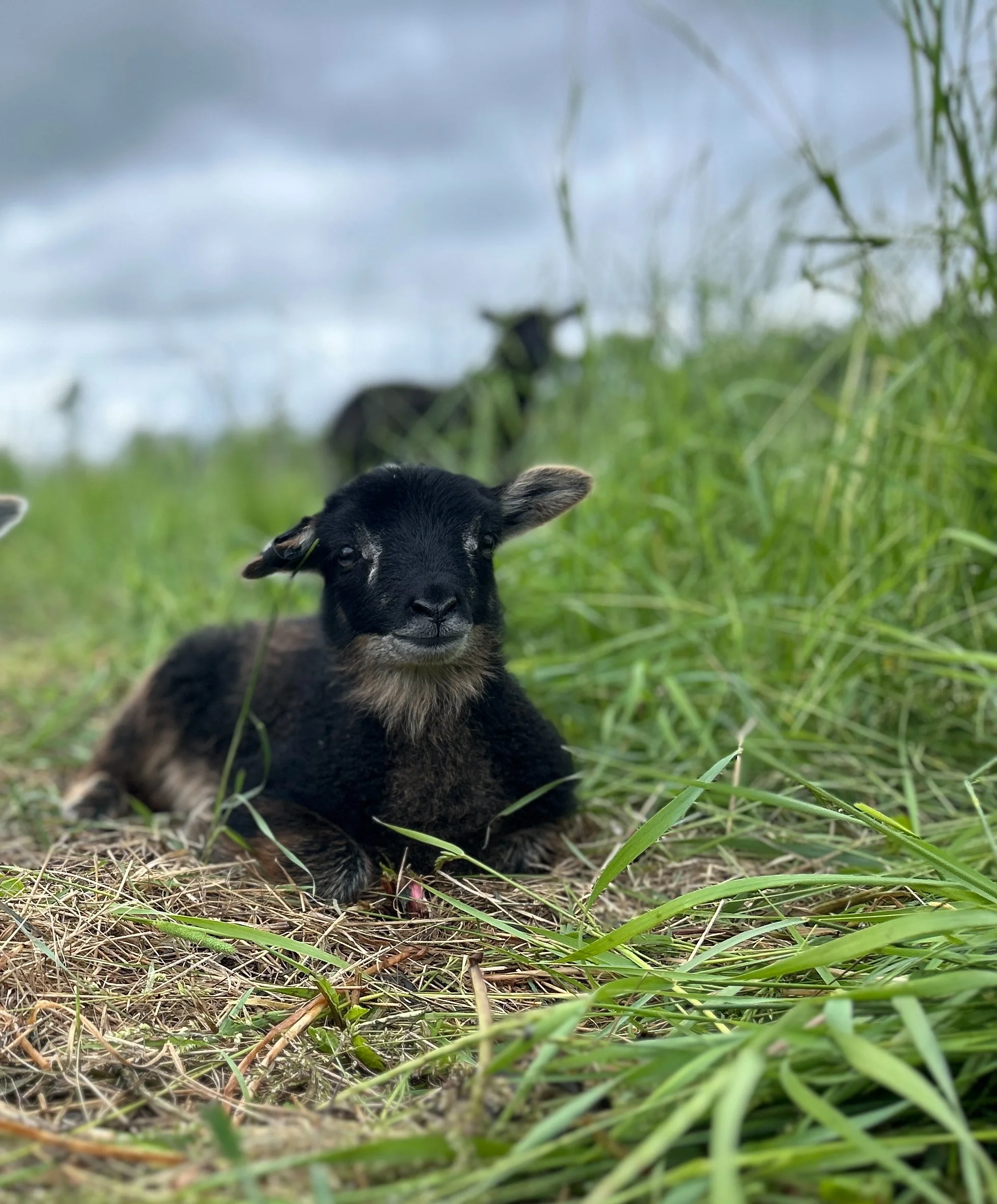 sponsorsheep Marilla girl.JPEG