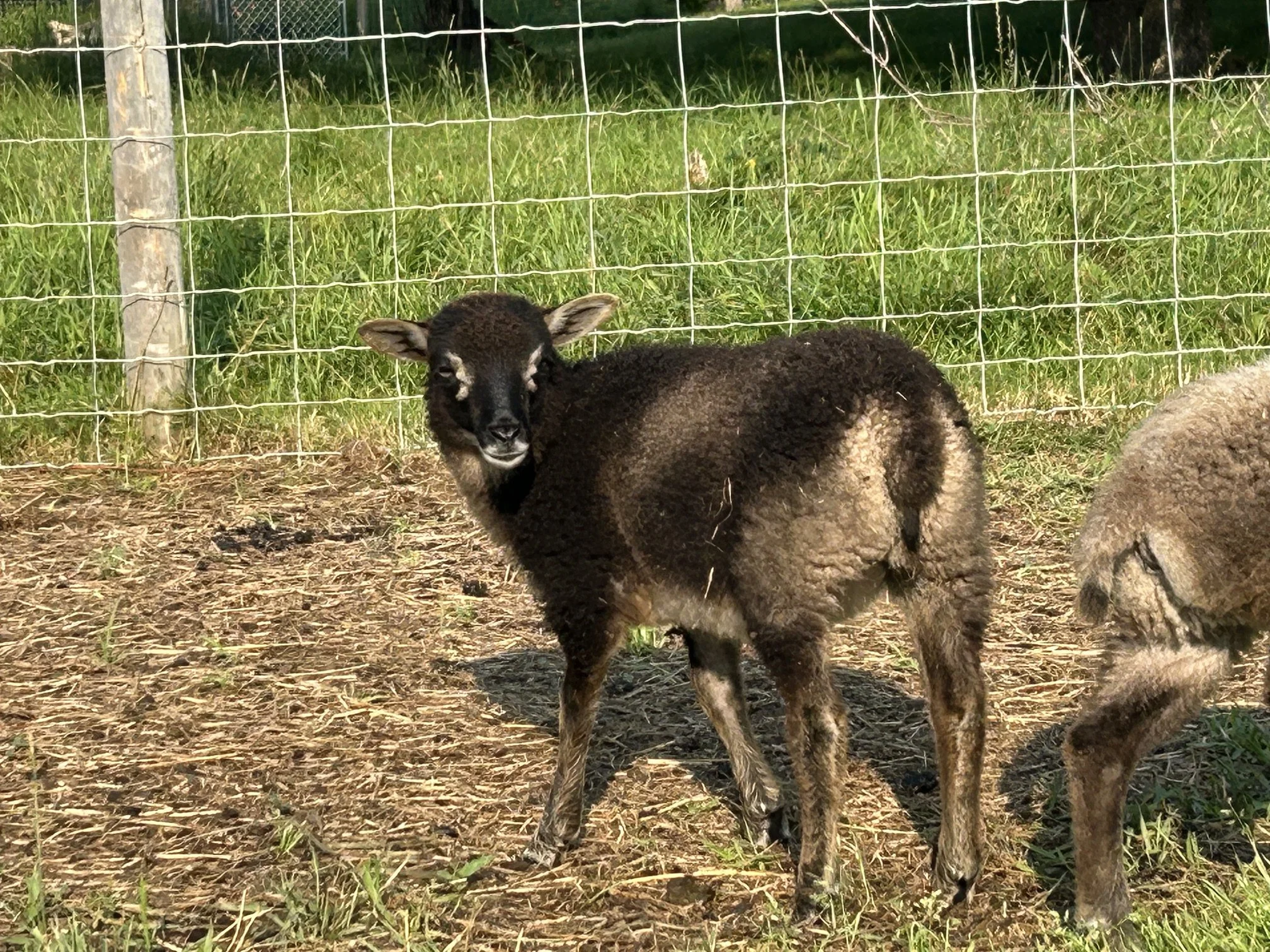Sponsorsheep millies girl 2.JPG
