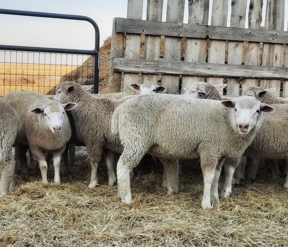 60g - Pillow Stuffing - Twice Sheared Sheep
