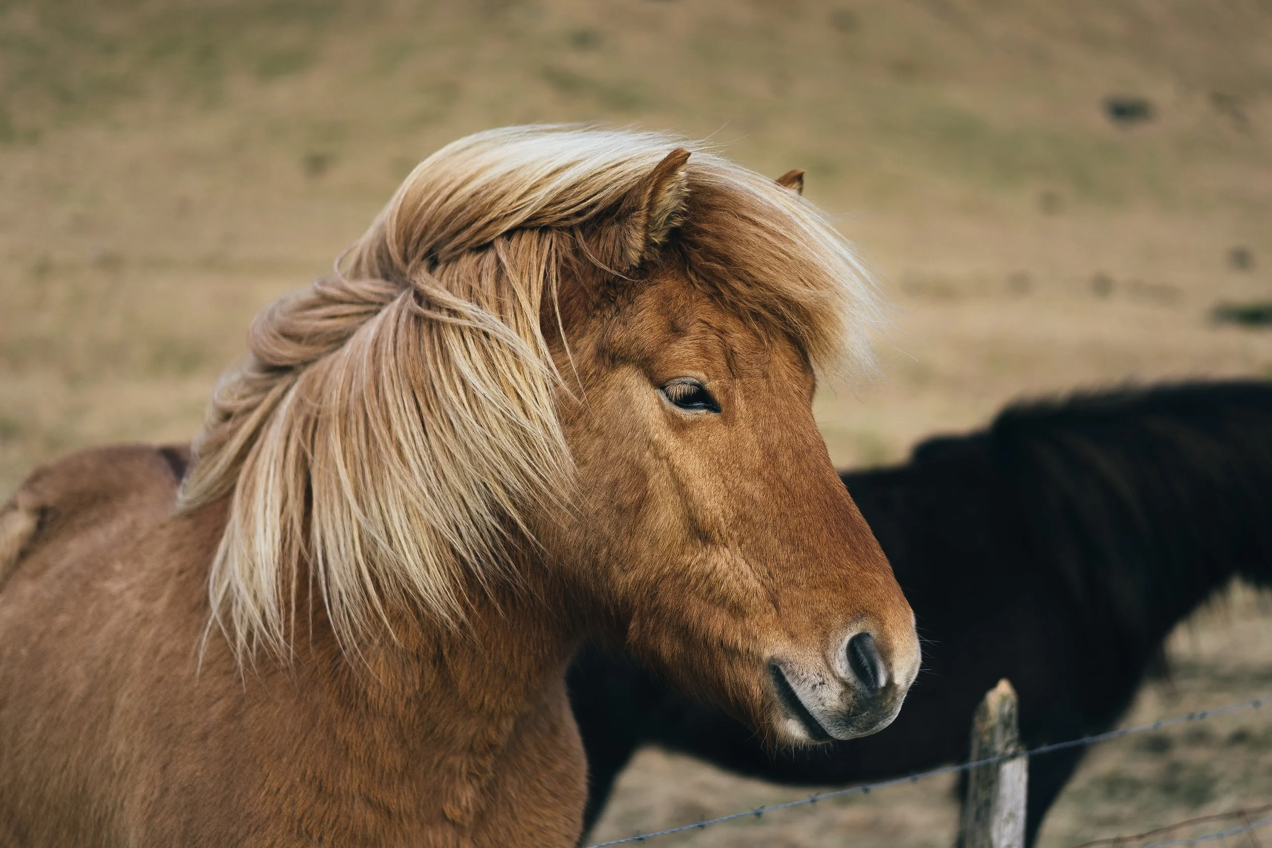 adam-jang-314067-unsplash.jpg