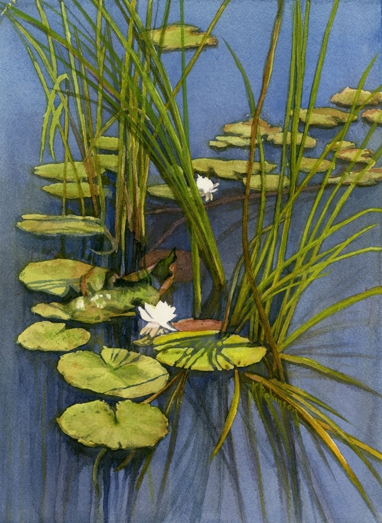 Bjornemyr Water Lilies