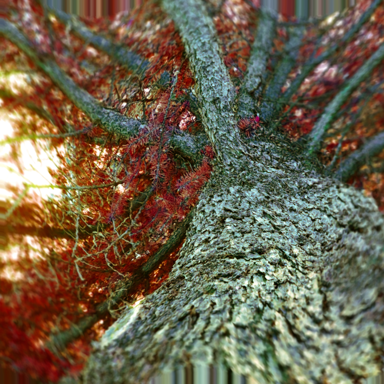 treeeeeppy.jpg