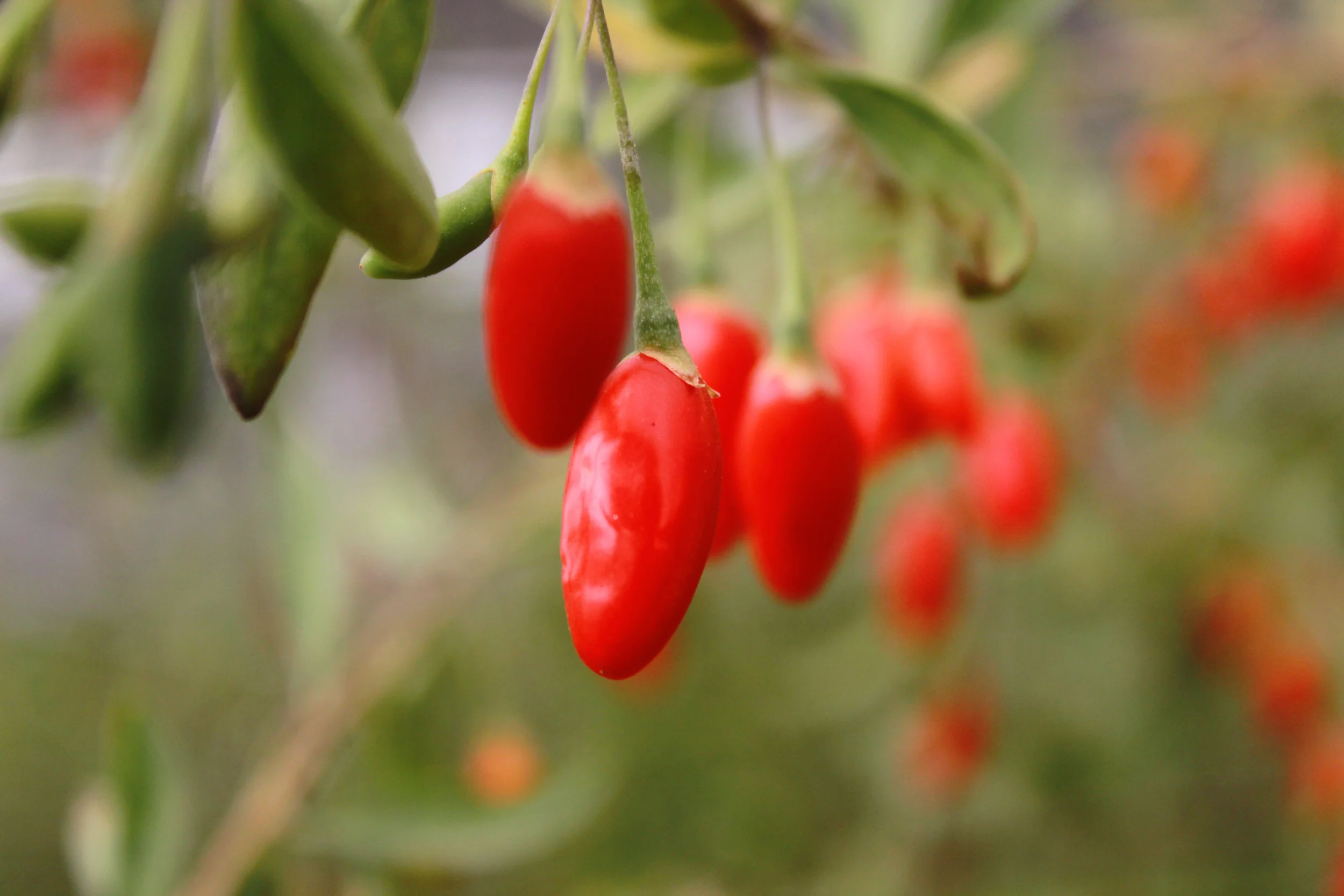 01 Goji Berry ECU.JPG