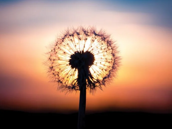 dandelion-front_alive magazine.jpg