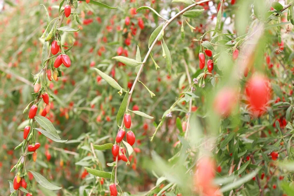 gojiberries.jpg