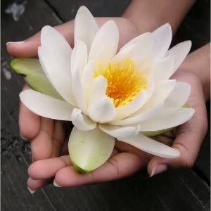 FlowerHands.jpg