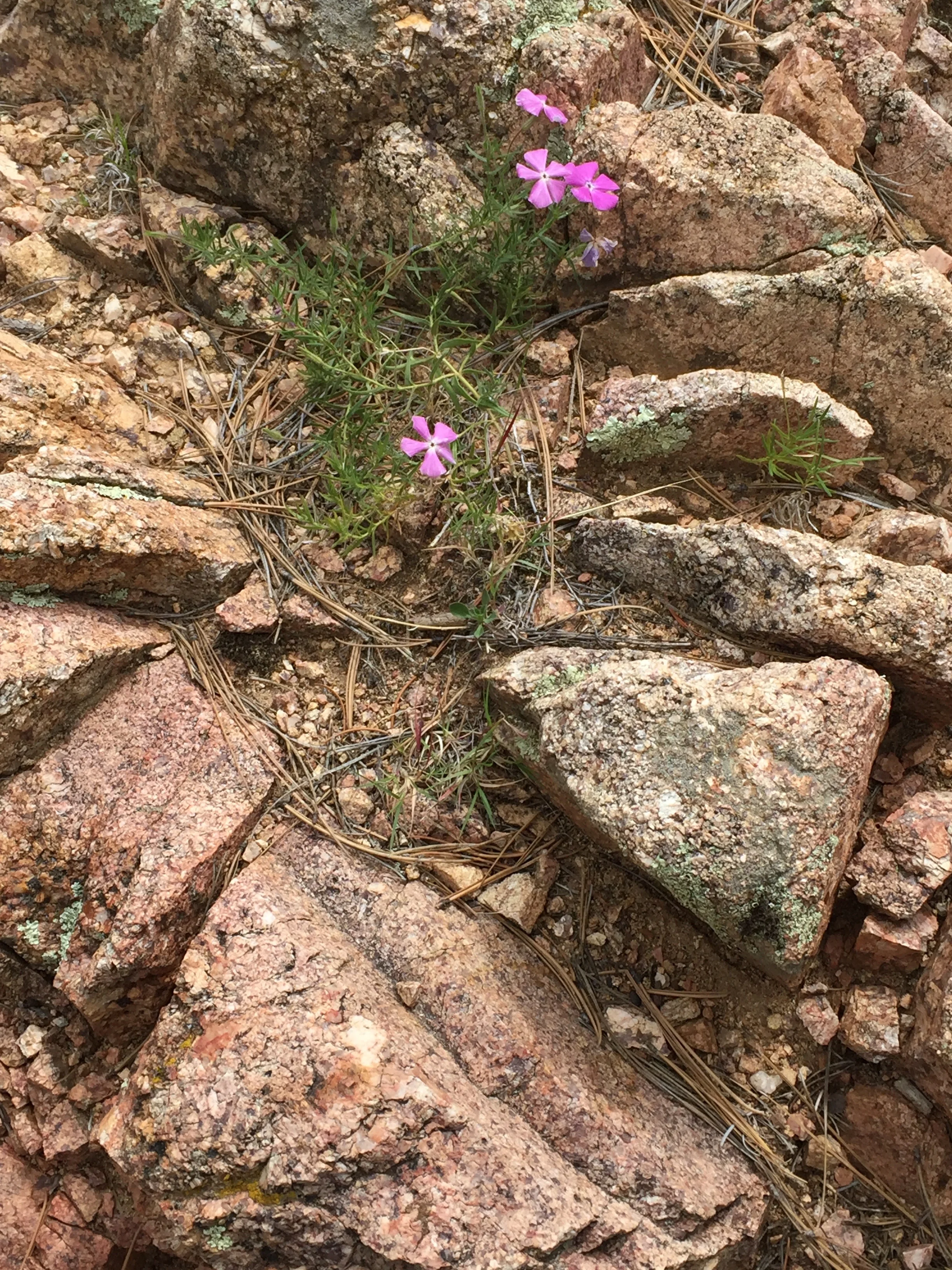 flowerRocks.jpg