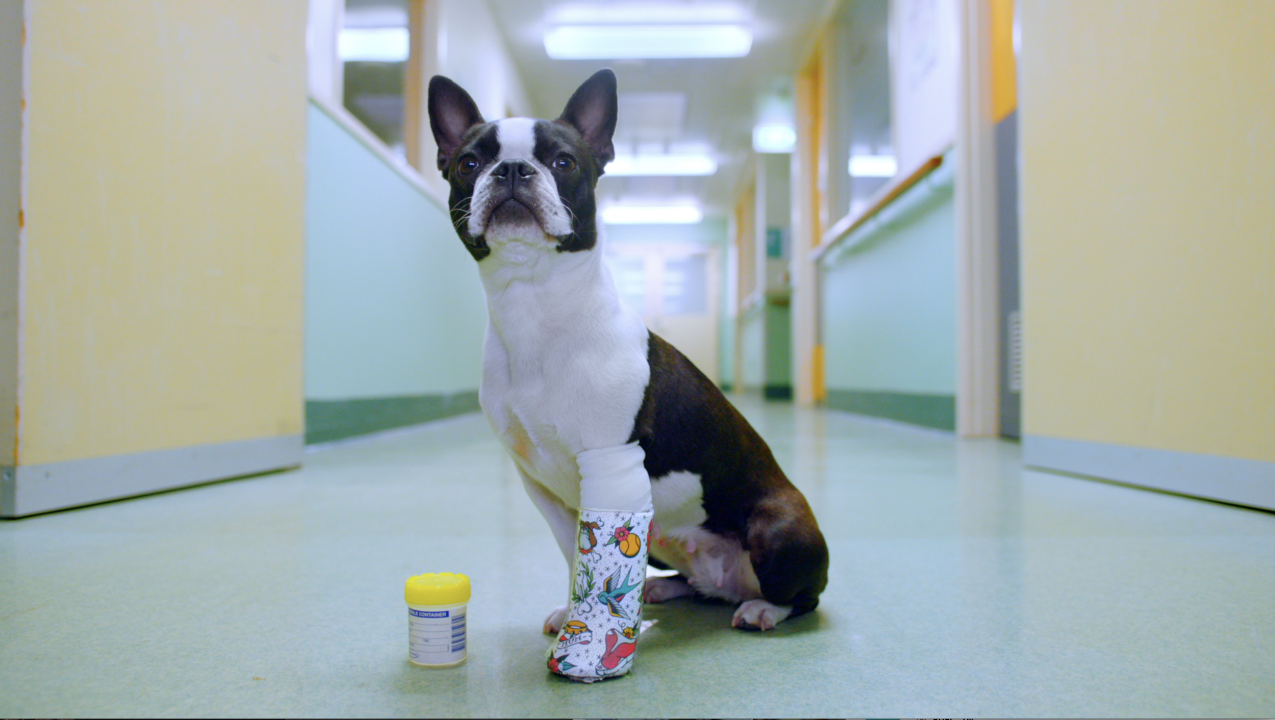 RACV Pet insurance - Behind the scene
