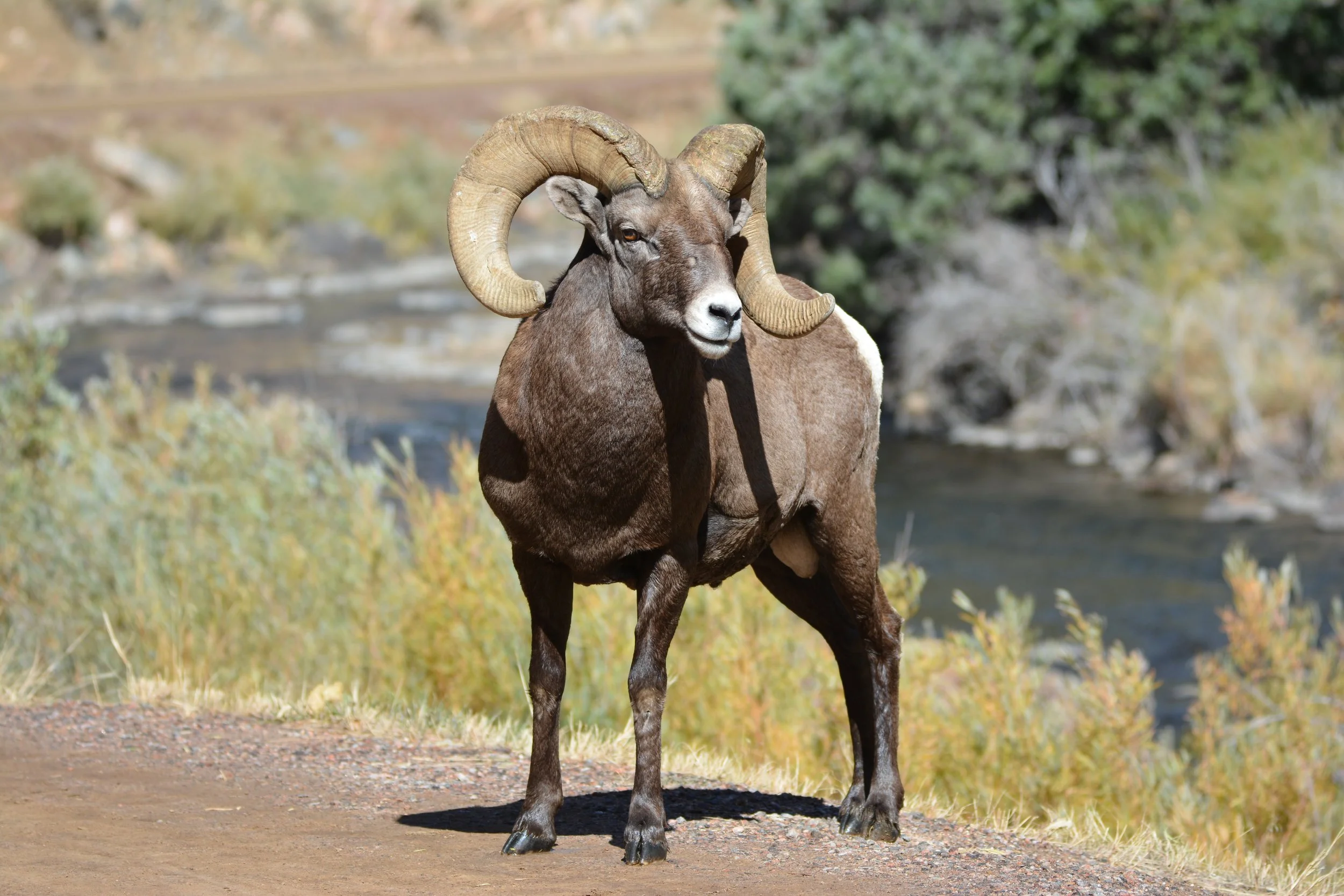 Enjoy a Scenic Drive Through Big Thompson Canyon