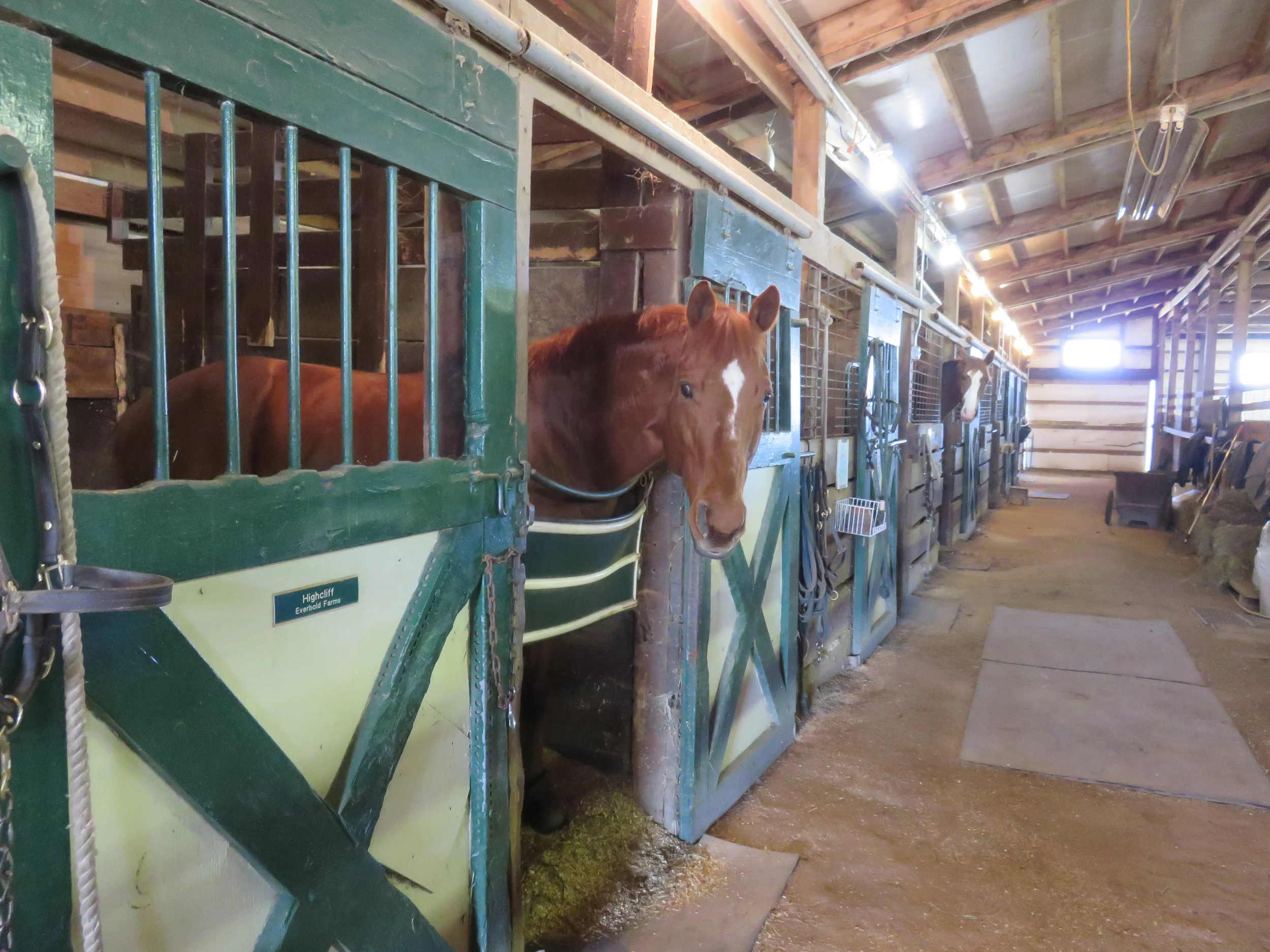 Offering some of the largest turnout in the region, Everbold is a fully equipped boarding facility and riding center. Learn more about Boarding...