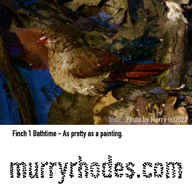 Finch 1 Bathtime As pretty as a painting.png