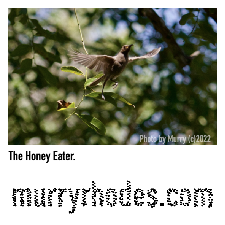 The Honey Eater for FB.png