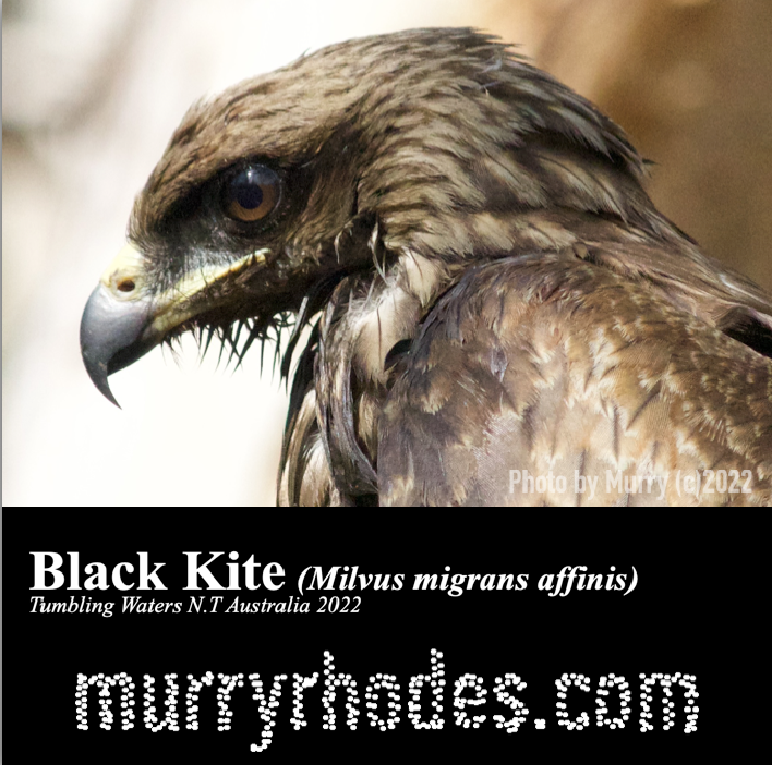 Black Kite Screen Shot 2022-08-05 at 7.29.50 pm.png