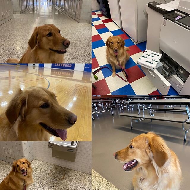 No school gave Ginger a chance to explore our school today and help with copies. #teachersofinstagram #middleschoolmath #mathteacher #goldenretriever #goldenretrieversofinstagram