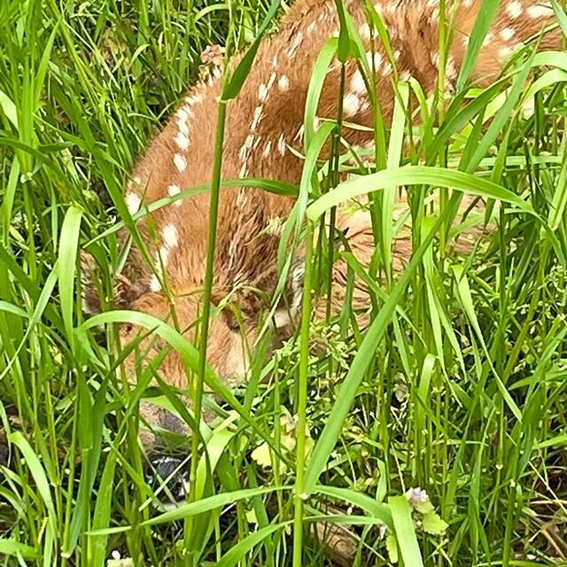 Finally no rain. While walking with the pup we stumbled upon a dawn hiding in the weeds. #teachersofinstagram #middleschoolmathteacher #middleschoolteacher #norain