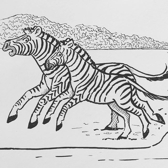Inktober day 5: &ldquo;Chicken&rdquo; formatted this length wise, so it is only part of the image/story. #inktober,#penandink,#zebras,#africananimals, #childrensbookillustration