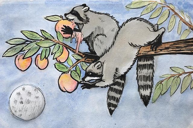 Created for Inktober last year but never posted. The prompt was &ldquo;juicy&rdquo; and depicted little bandits stealing peaches. #inktober, #penandink, #watercolor, #racoons, #childrensbookillustration  @ketoile, did explore said concept. 😉