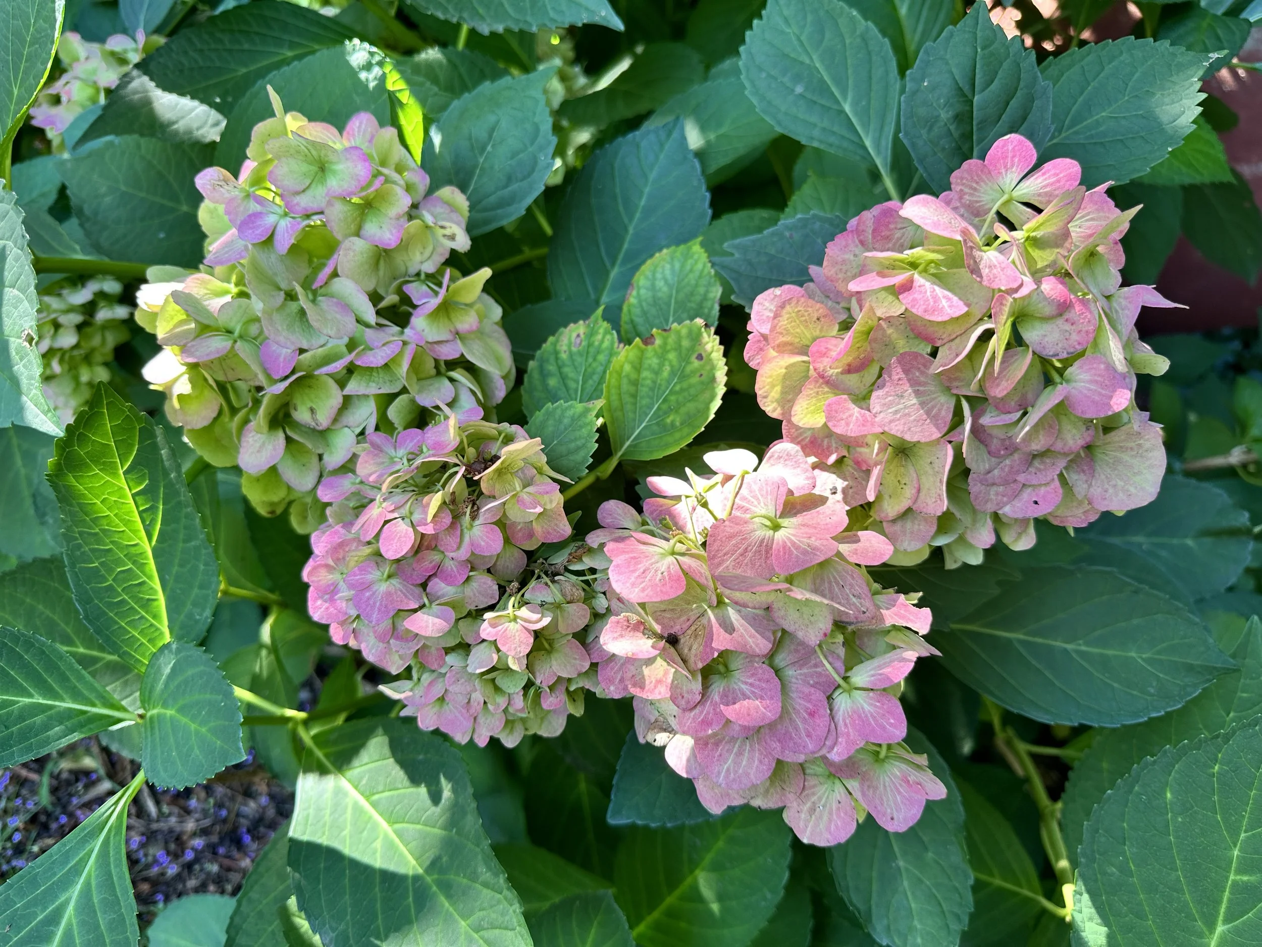 Close-up of pink and green hydrangea flowers among green leaves in sunlight