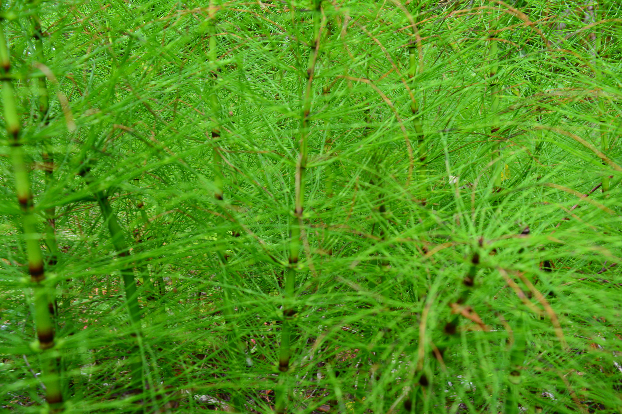 It is Us, We are One