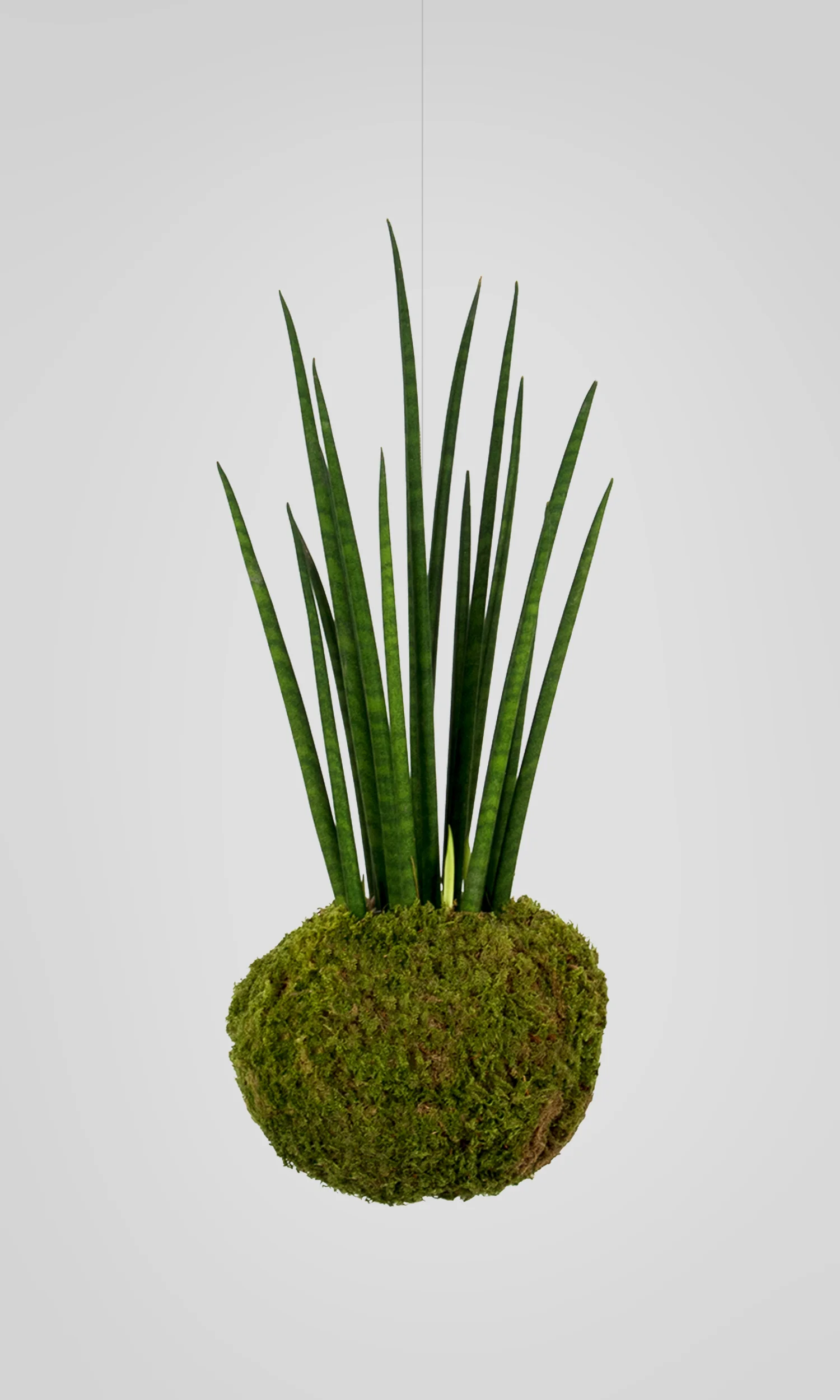 cosmos-pflanzen-design-onlineshop-afrikanischer-speer
