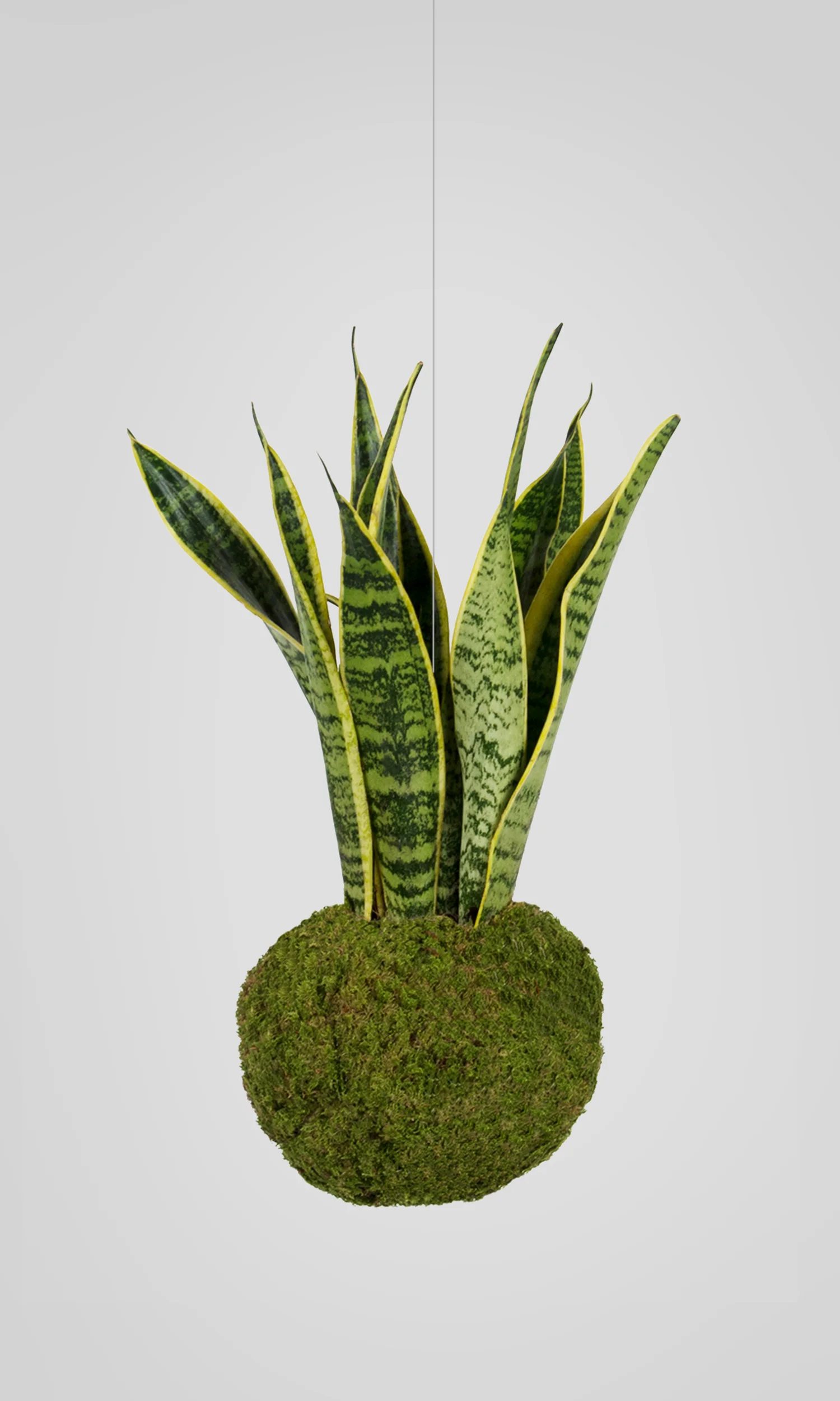 cosmos-pflanzen-design-onlineshop-goldgelber-bogenhanf-schwiegermutter-zunge