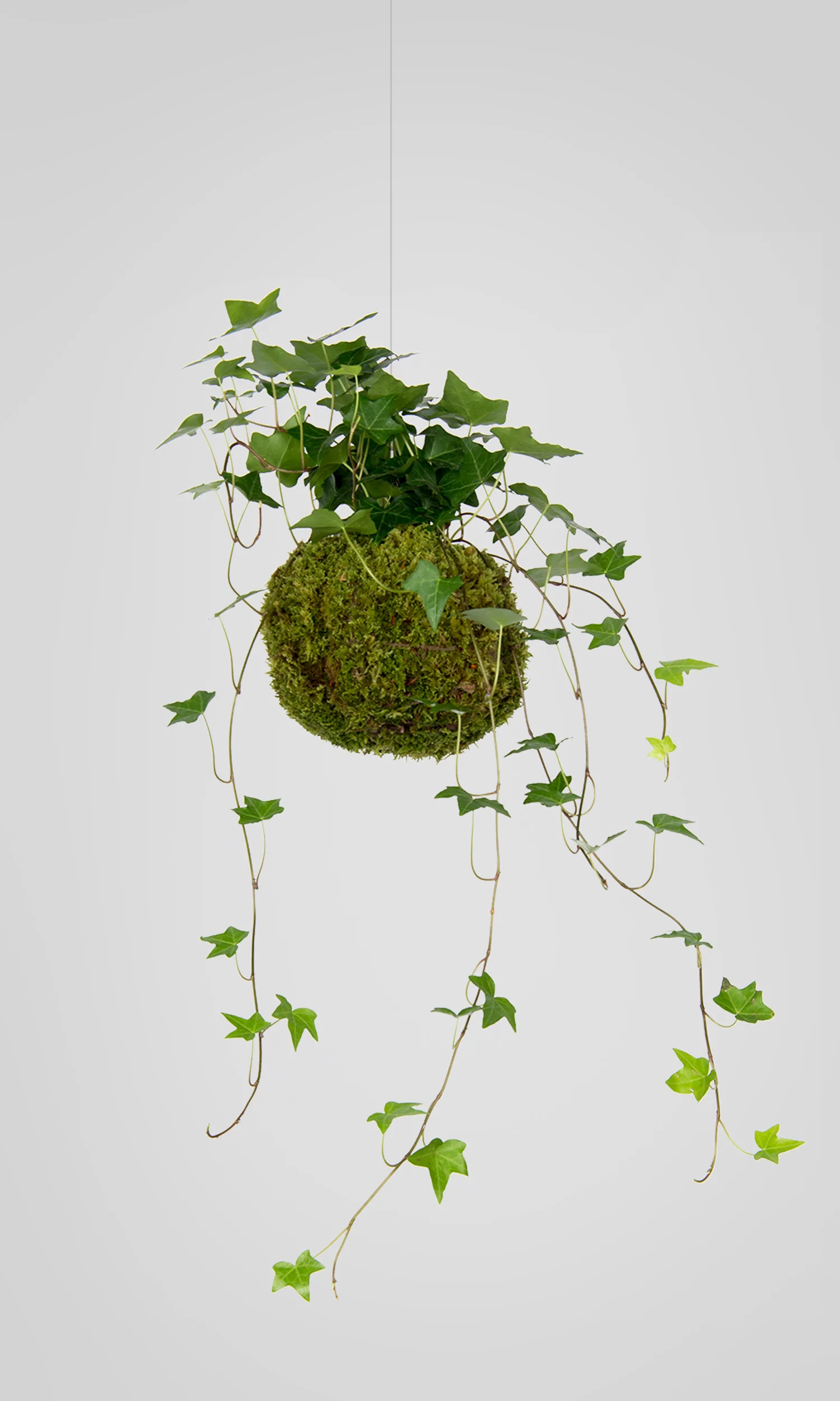 cosmos-pflanzen-design-onlineshop-efeu