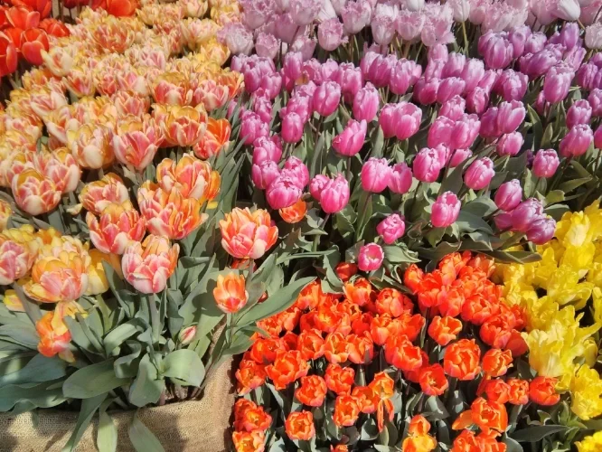 2017-03-29 11.55.53.jpg