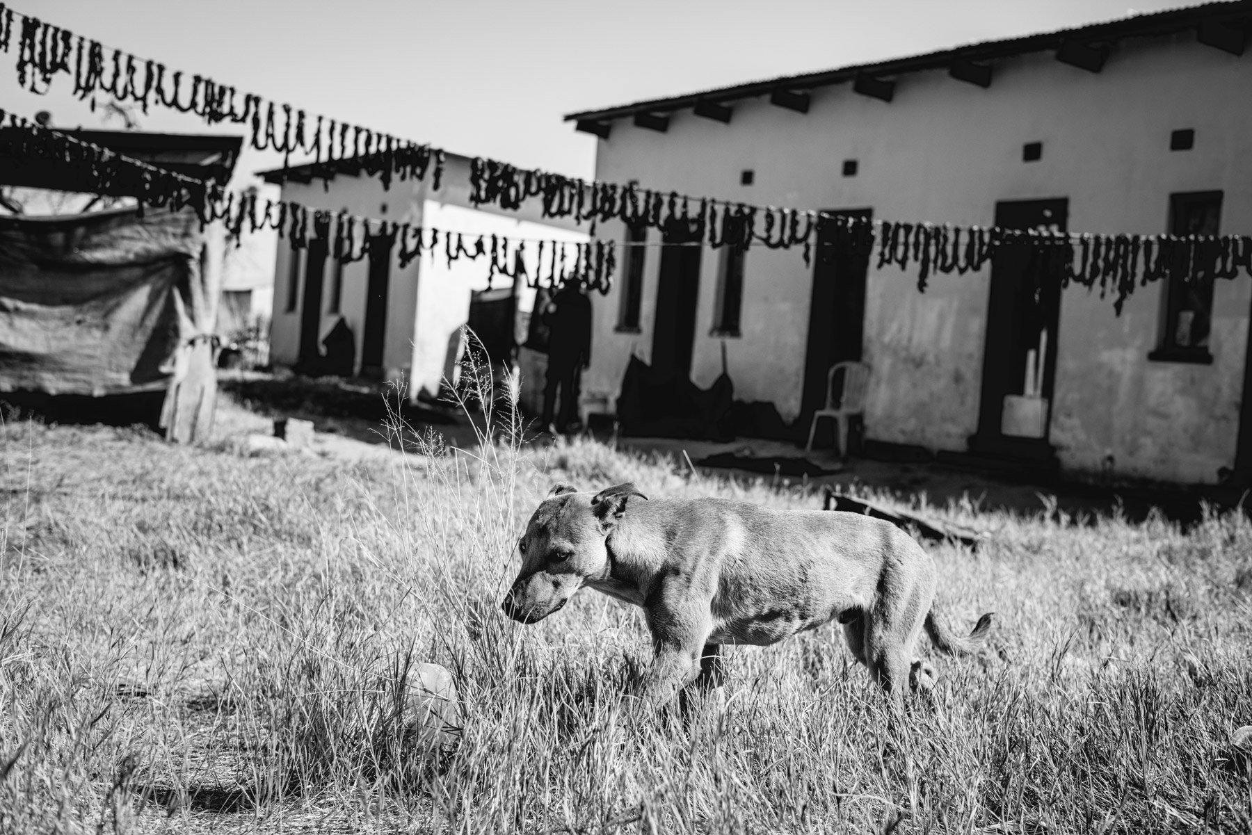 botswana-patrick-tillard-dog.jpg