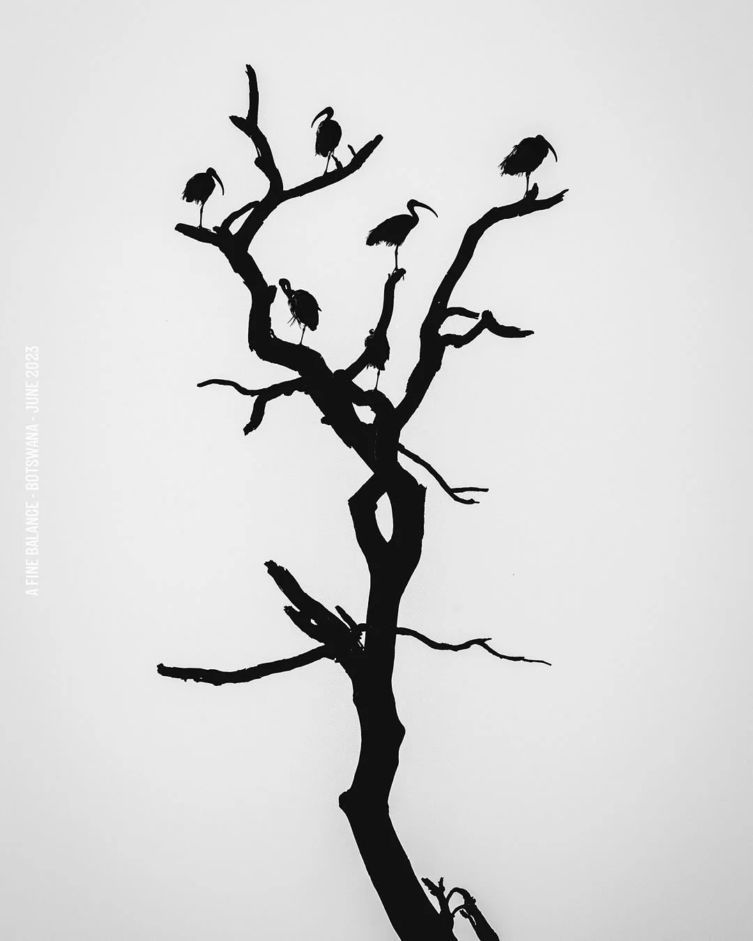&lsquo;A Fine Balance&rsquo; // an original documentary filmed in Botswana // now on YouTube

For: @bloodorigins 
Director: Robbie Kroger
Videography: @slotsofjack @lewii.thomas @slotsmedia 
Editing: @slotsmedia 
Photography &amp; BTS: @patrick_tilla