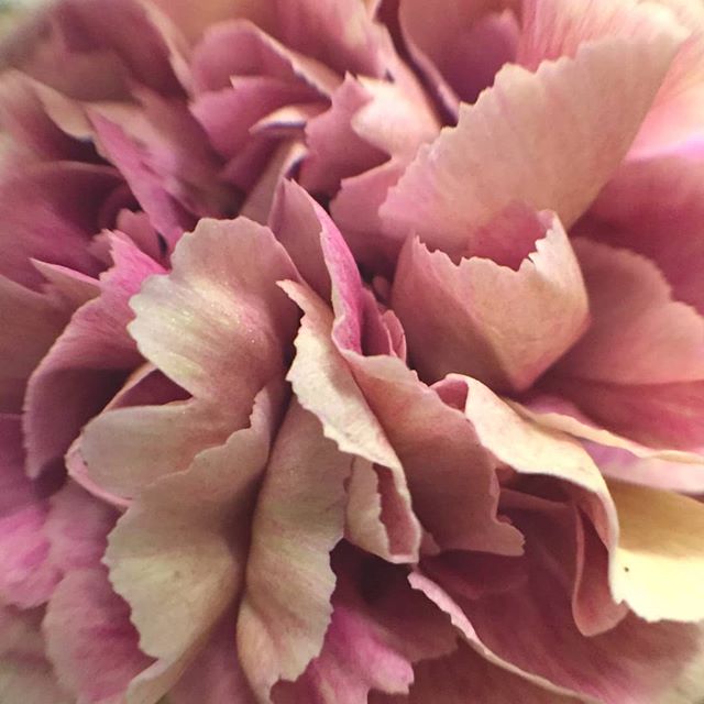 Wake up and smell the roses... We love nothing more than taking a walk in the spring when everything is in bloom. So what are you waiting for? It's #sundayselfcare at it's finest
.
.
#selfcare #sunday #nature #greatoutdoors #flowersofspring #everythinginbloom #springflowers #takeawalk #smelltheflowers