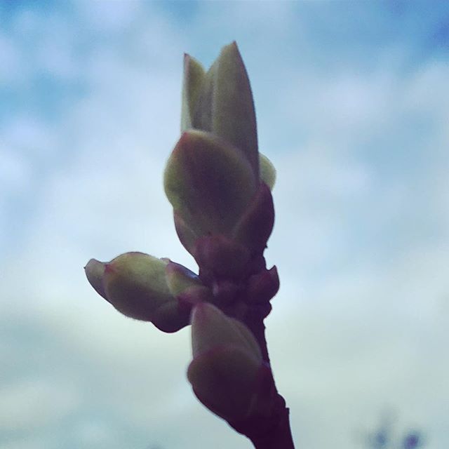 16:15 20th March: SPRING EQUINOX! 🌿
It happening today folks. Can you feel the energy shifting?
We’ve got a perfect balance between light and dark today. 🌎 I caught this at a lucky moment of blue sky after the snow of the weekend.
#budburst #spring #spring18 #springequinox #planetearth #gaia #yoga #sunsalutation #herbs #takeitfromaherbalist #nature #bud #balance #life #energy #potential #potent