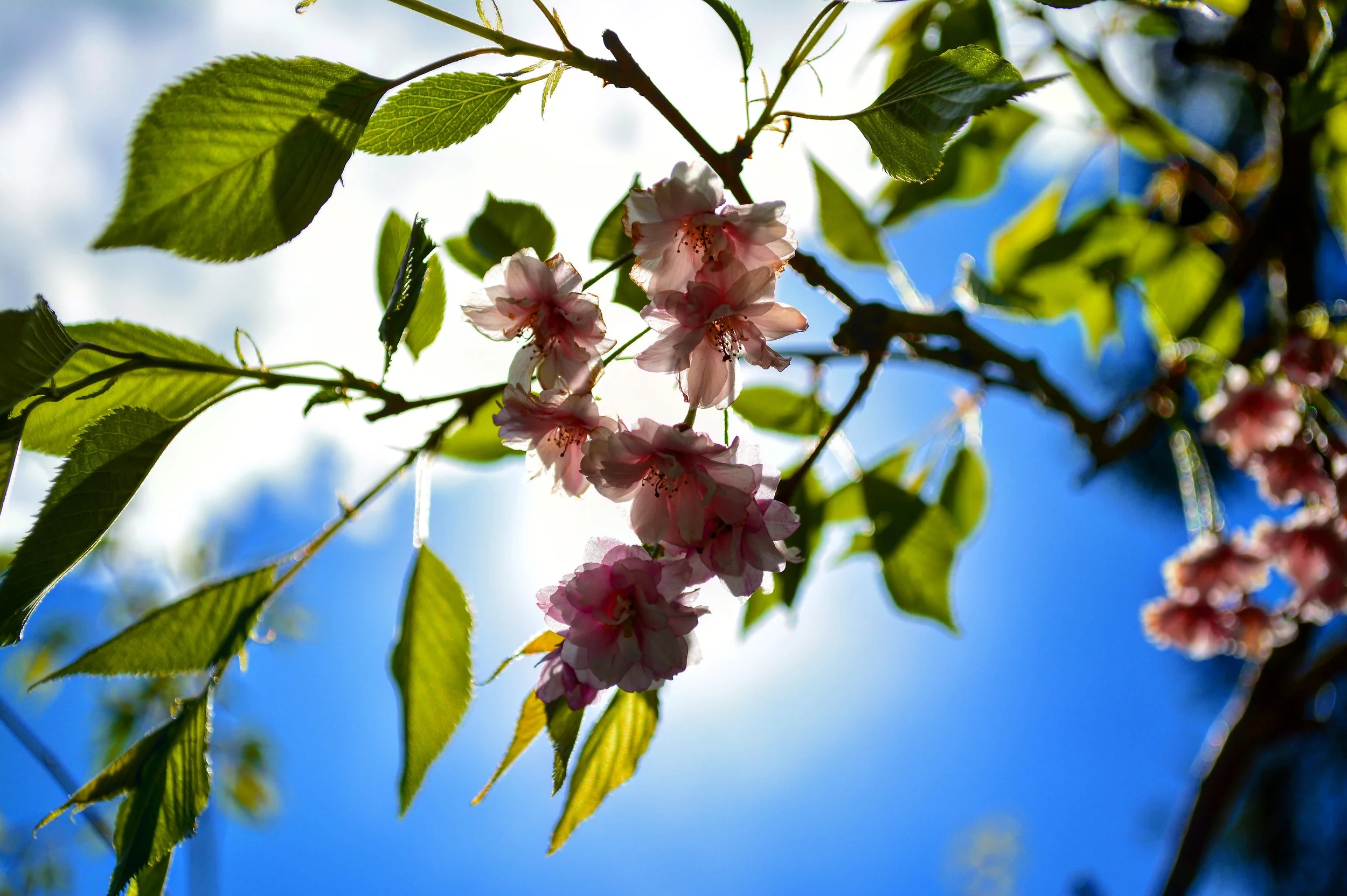 Cherry Blossoms