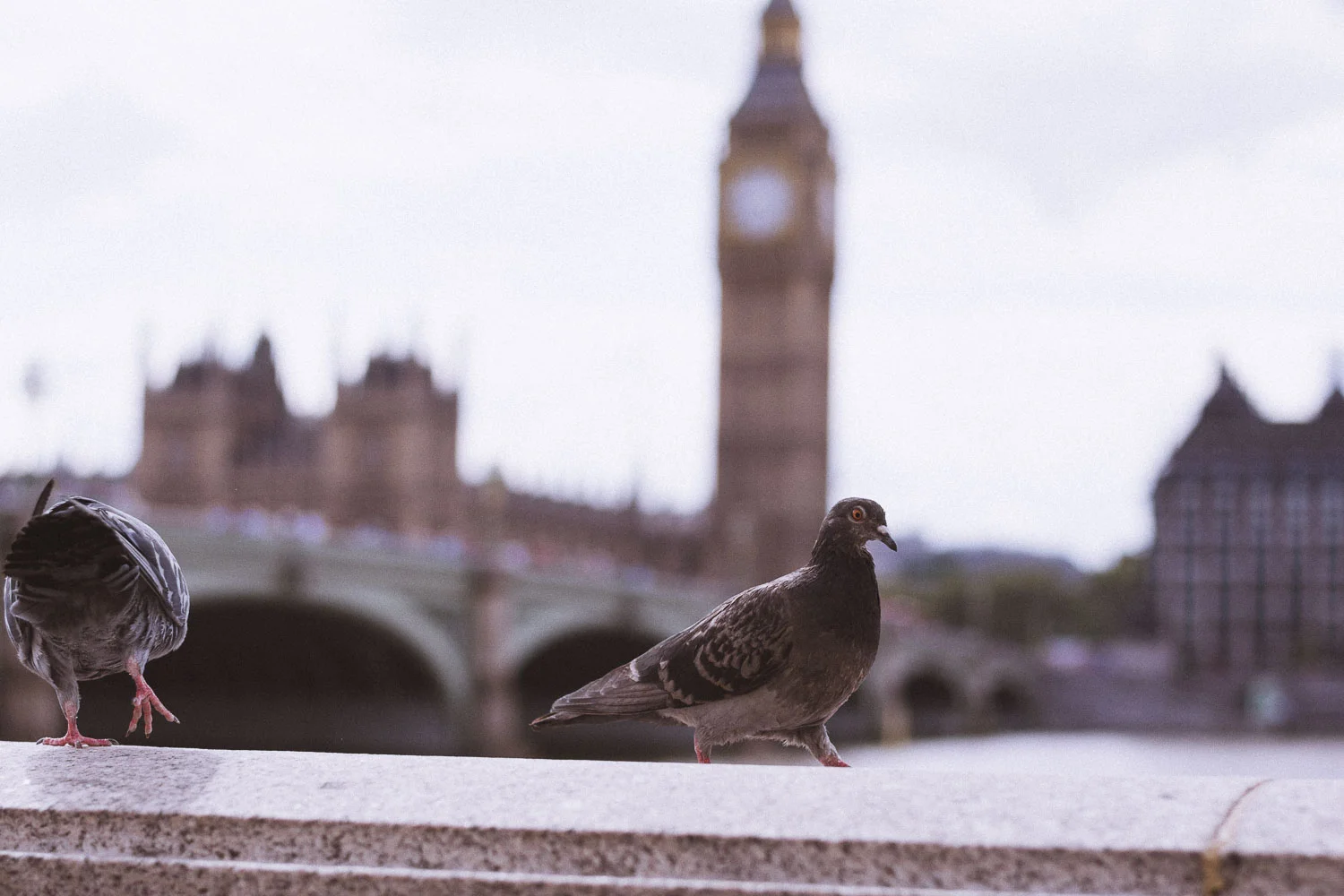 PigeonsAndBigBen171.JPG
