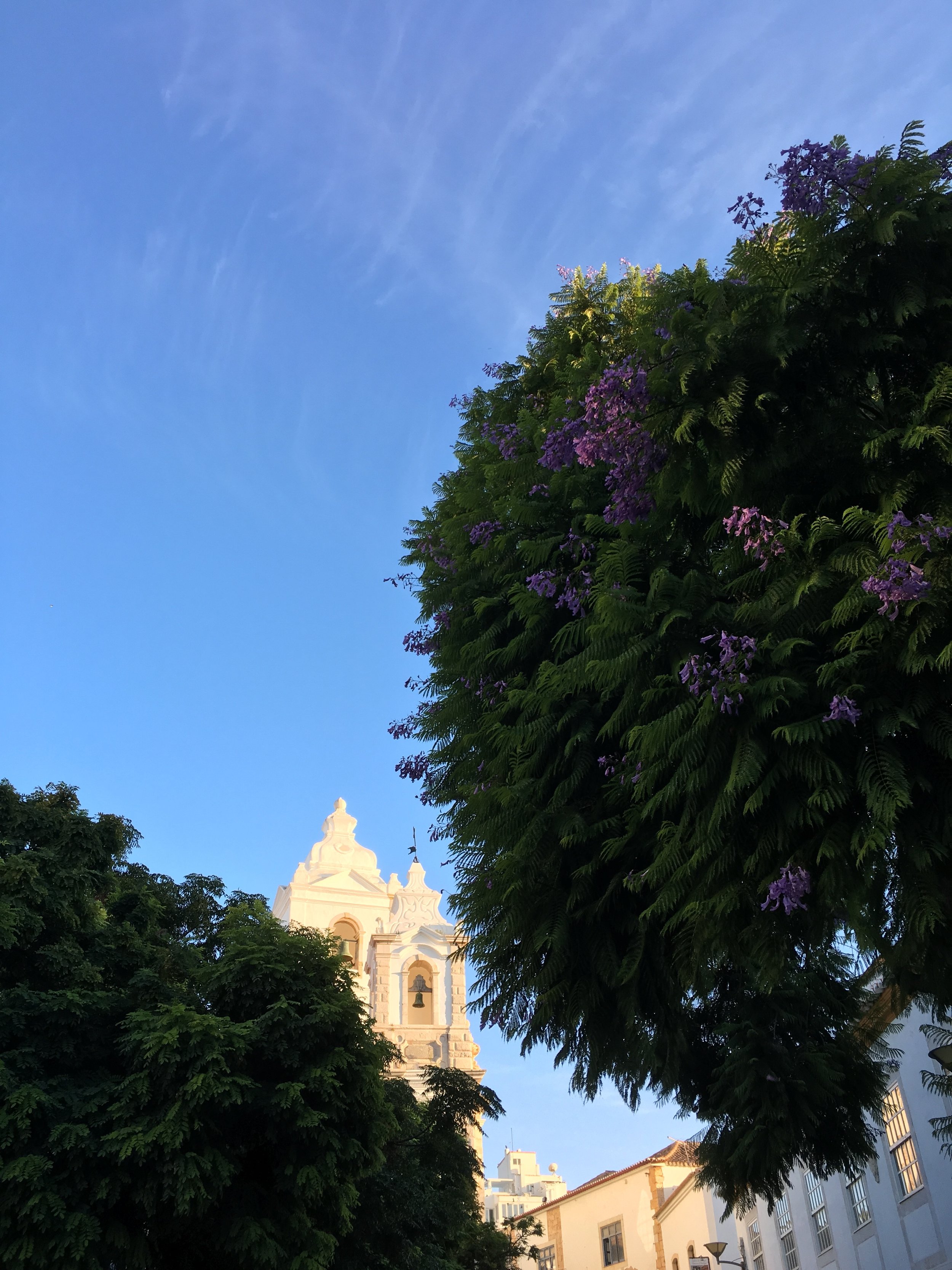 Trees and Church