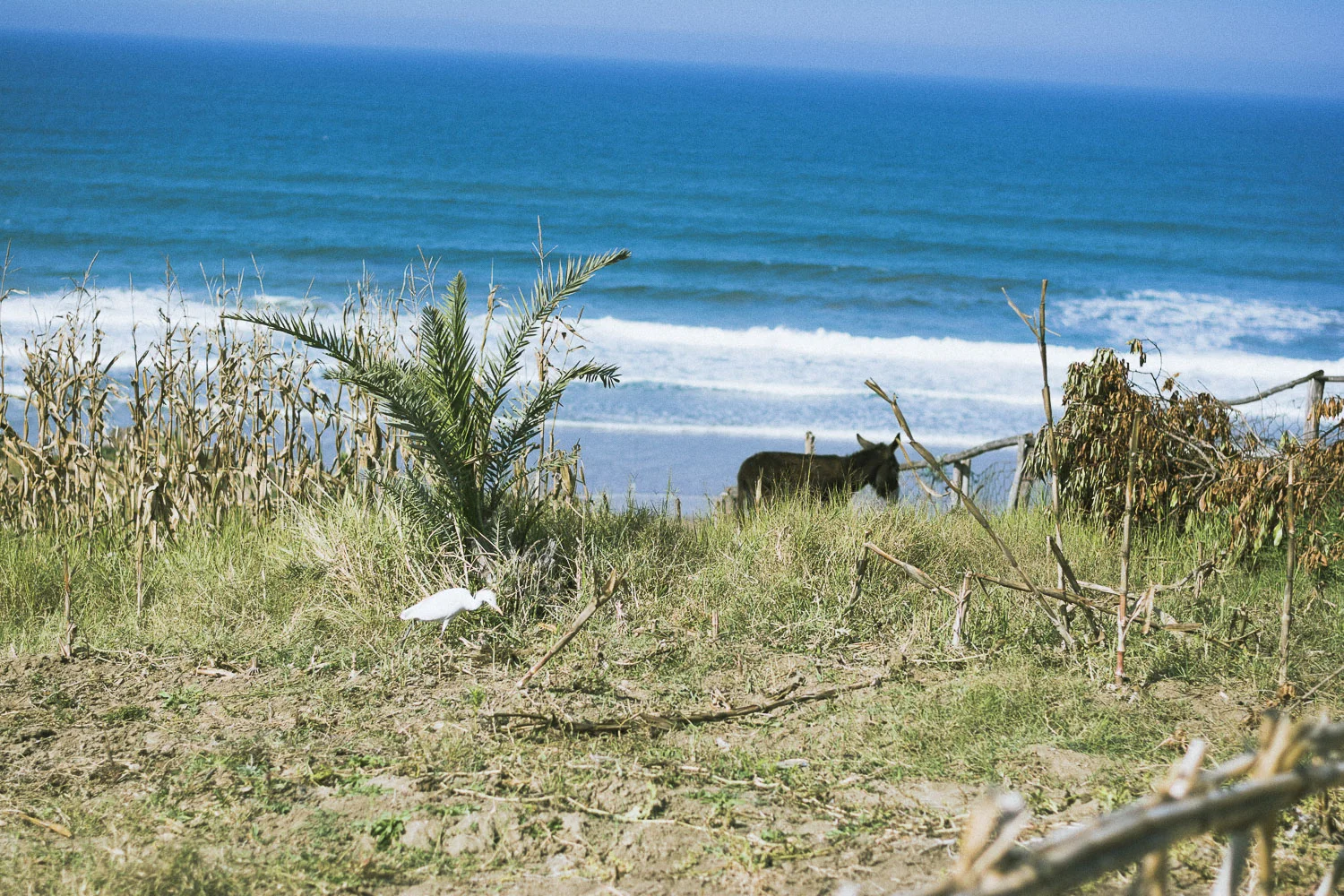 donkeybird431.JPG