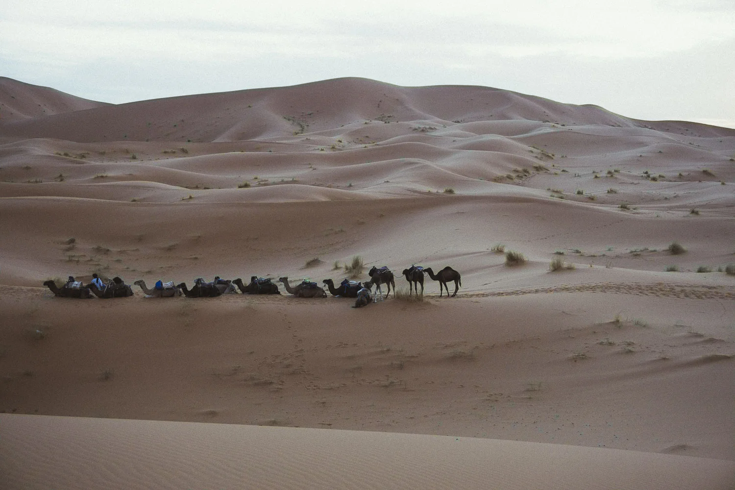 RestingCamels503.JPG