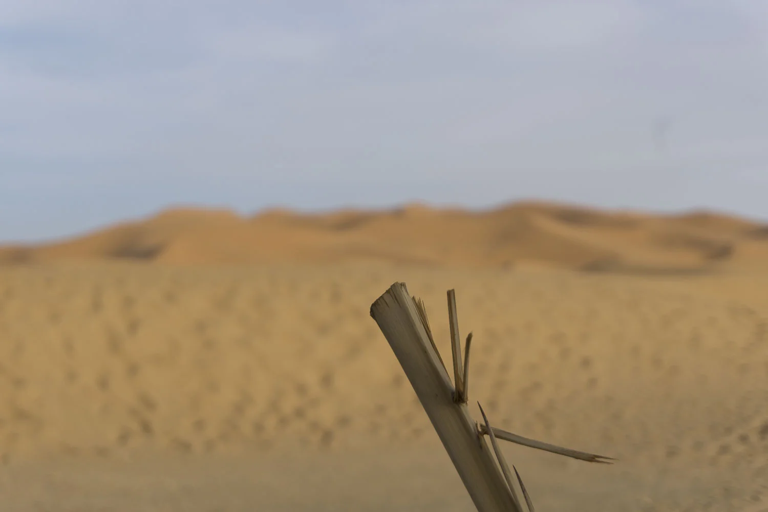 StickAndDunes316.JPG