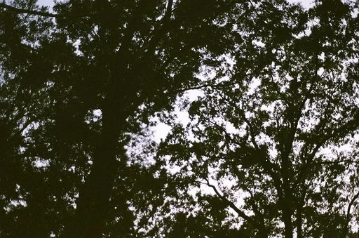 IMG_1227.jpeg