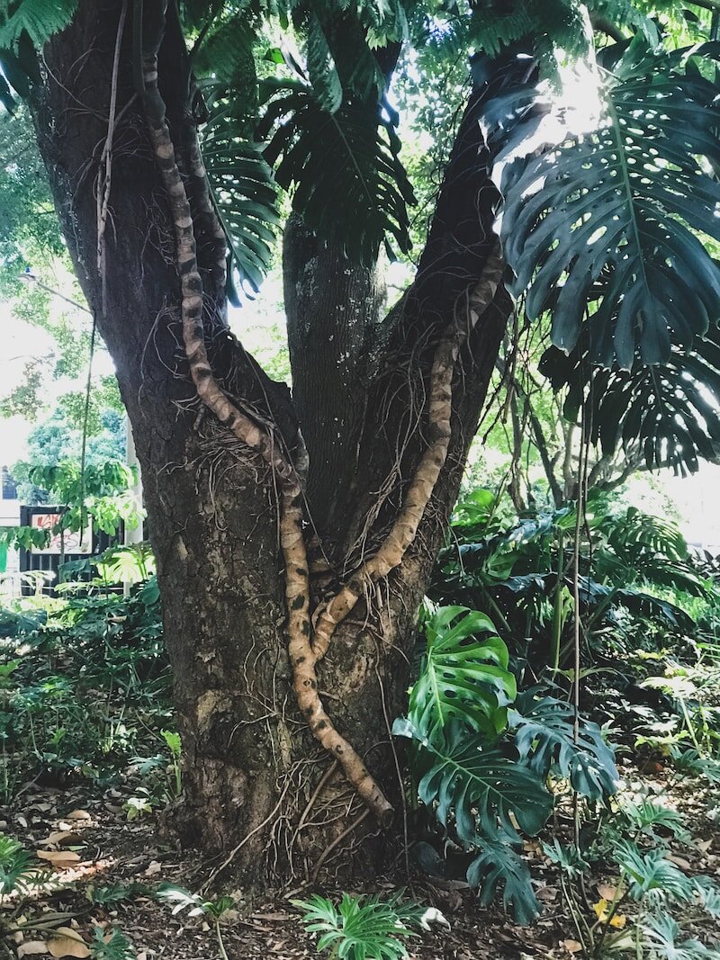 jungle in the city of medellin