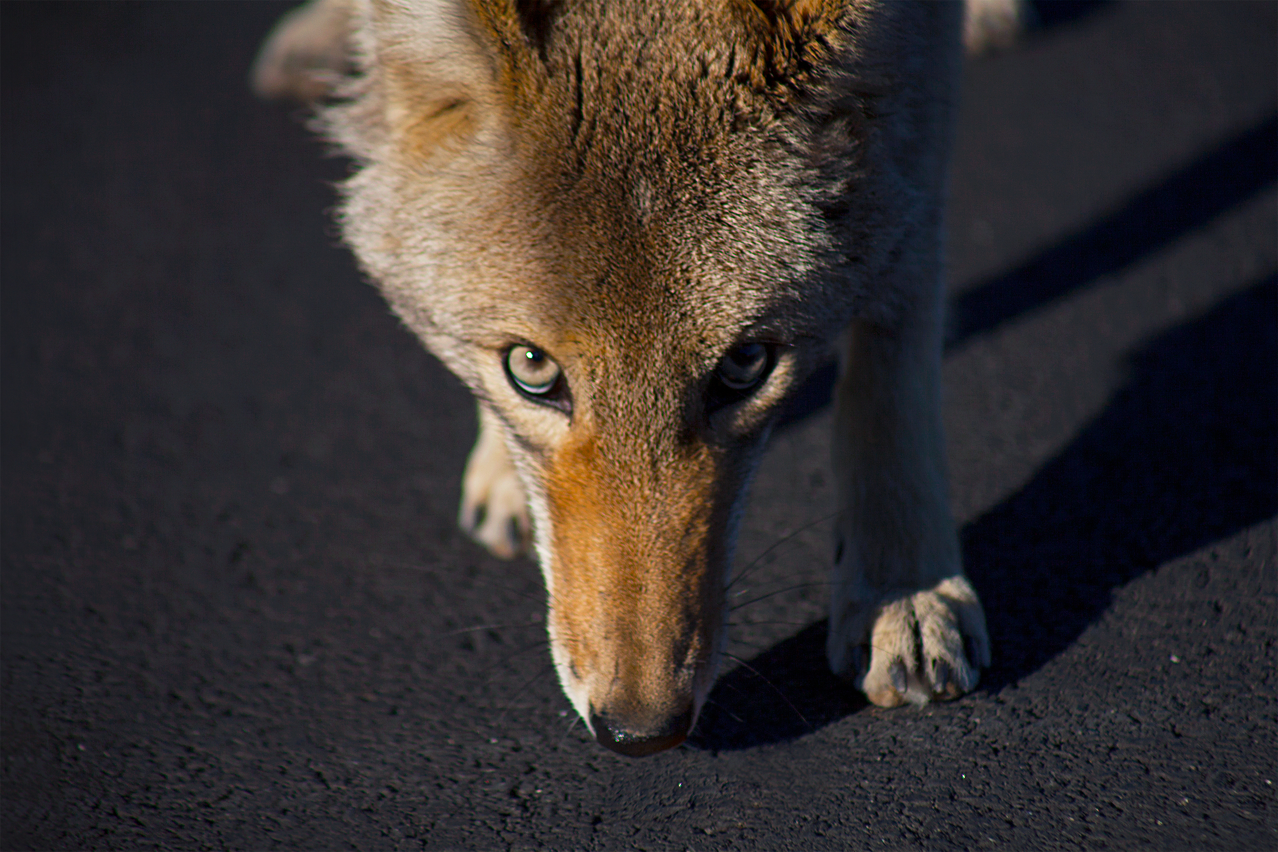 JPLasmar_Stills_Death--Valley_0471.jpg
