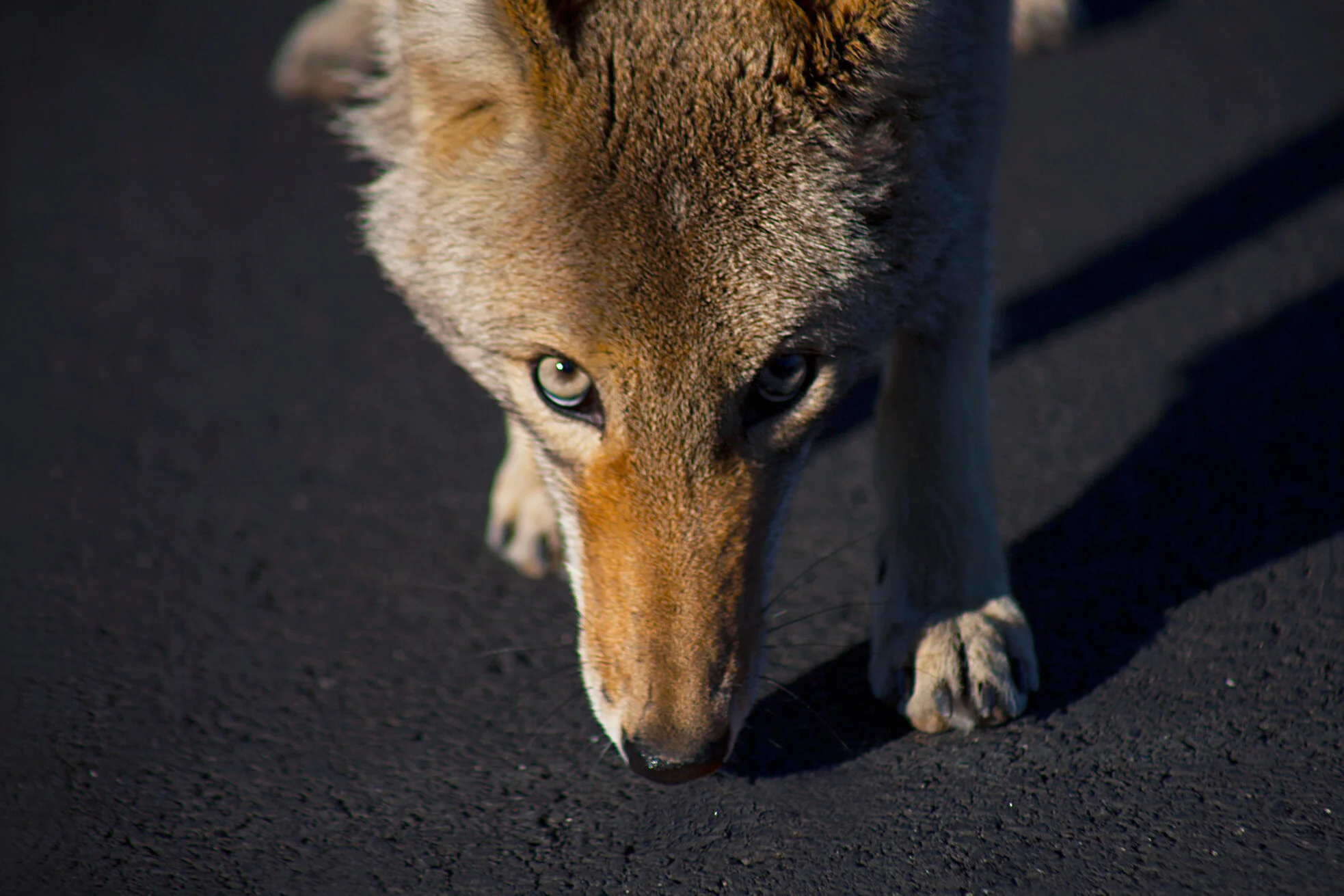 0025_JPLasmar_DeathValley_0471A.jpg
