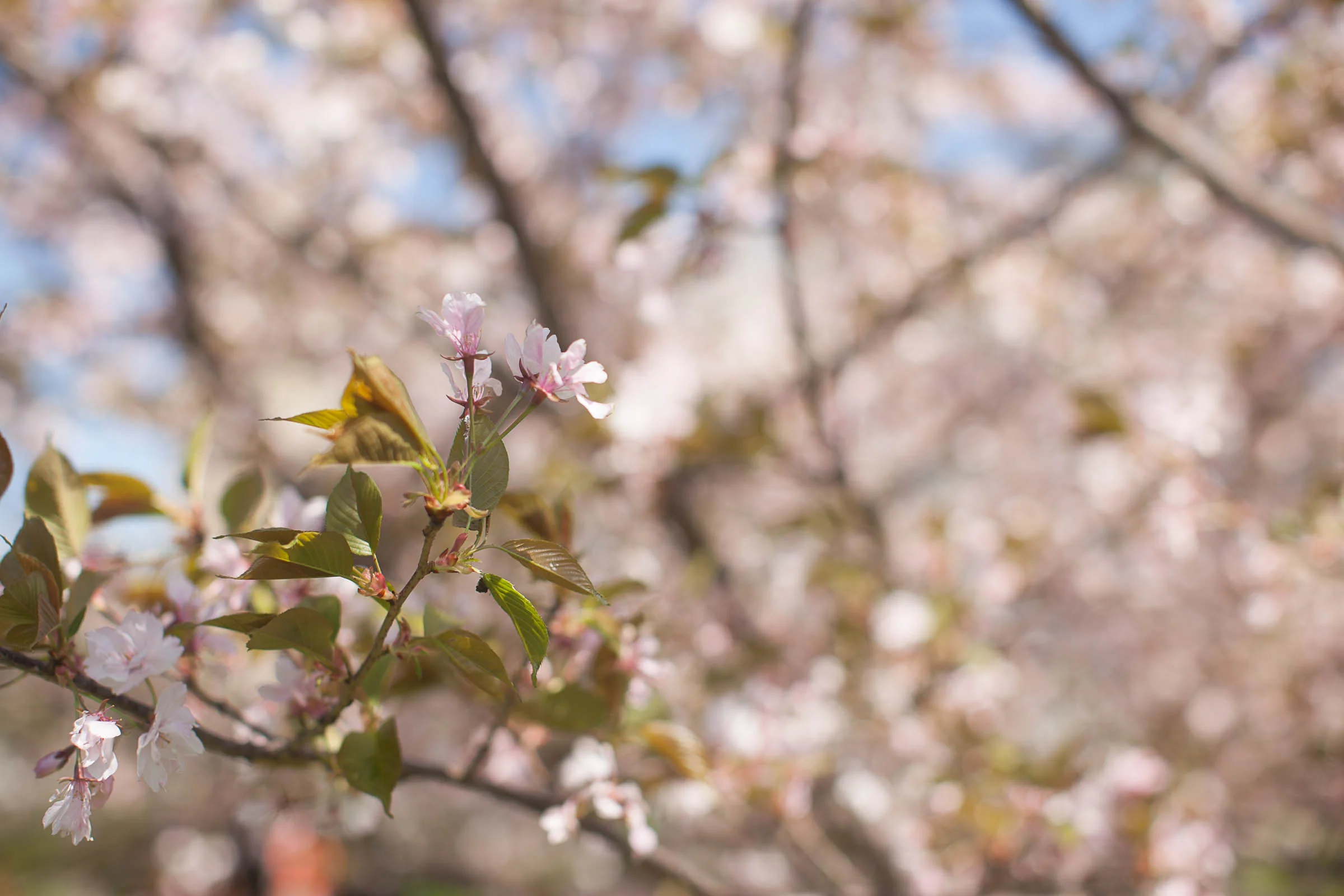 f/2.5, 1/1250, ISO 100