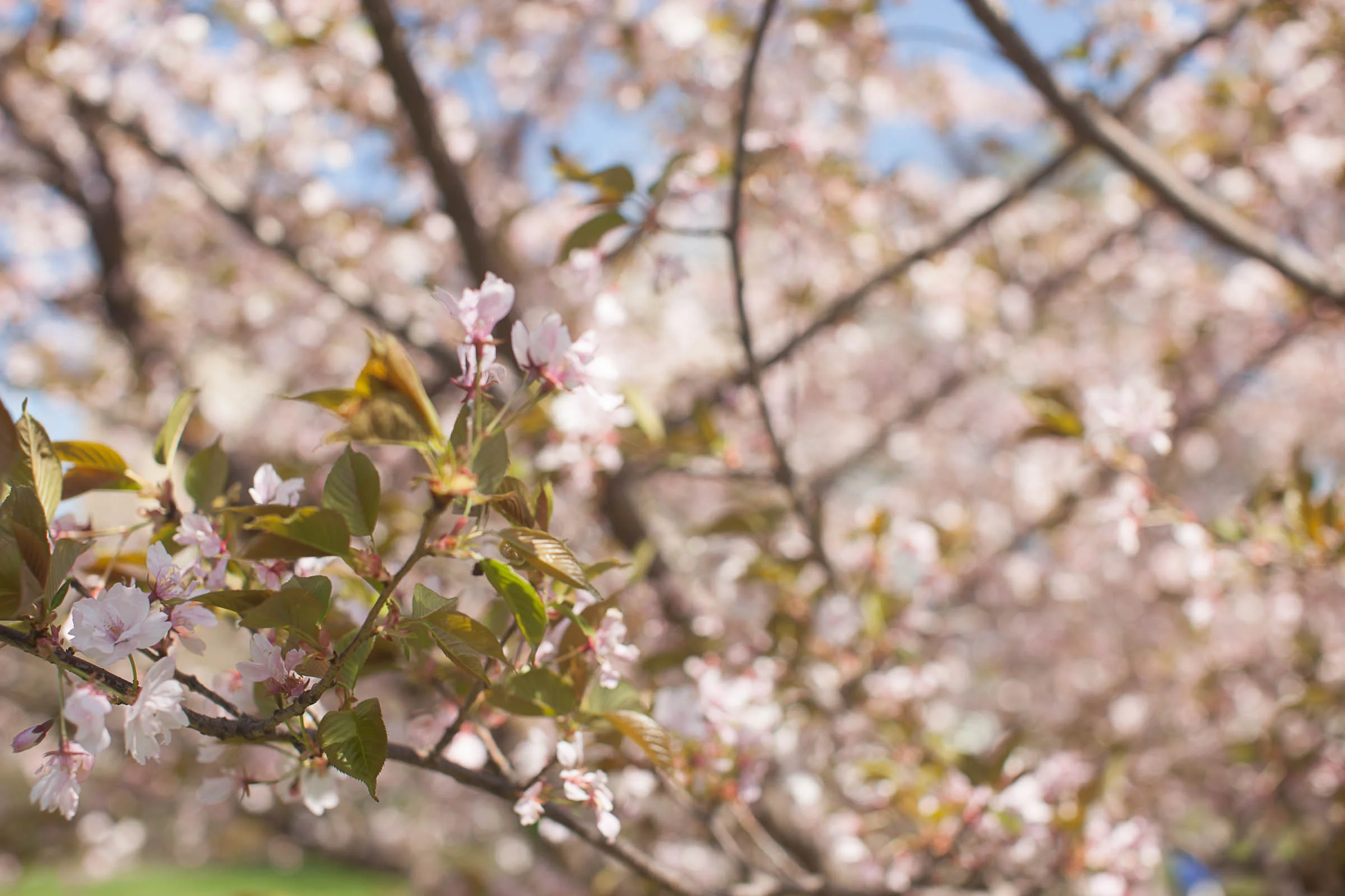 f/3.5, 1/640, ISO 100