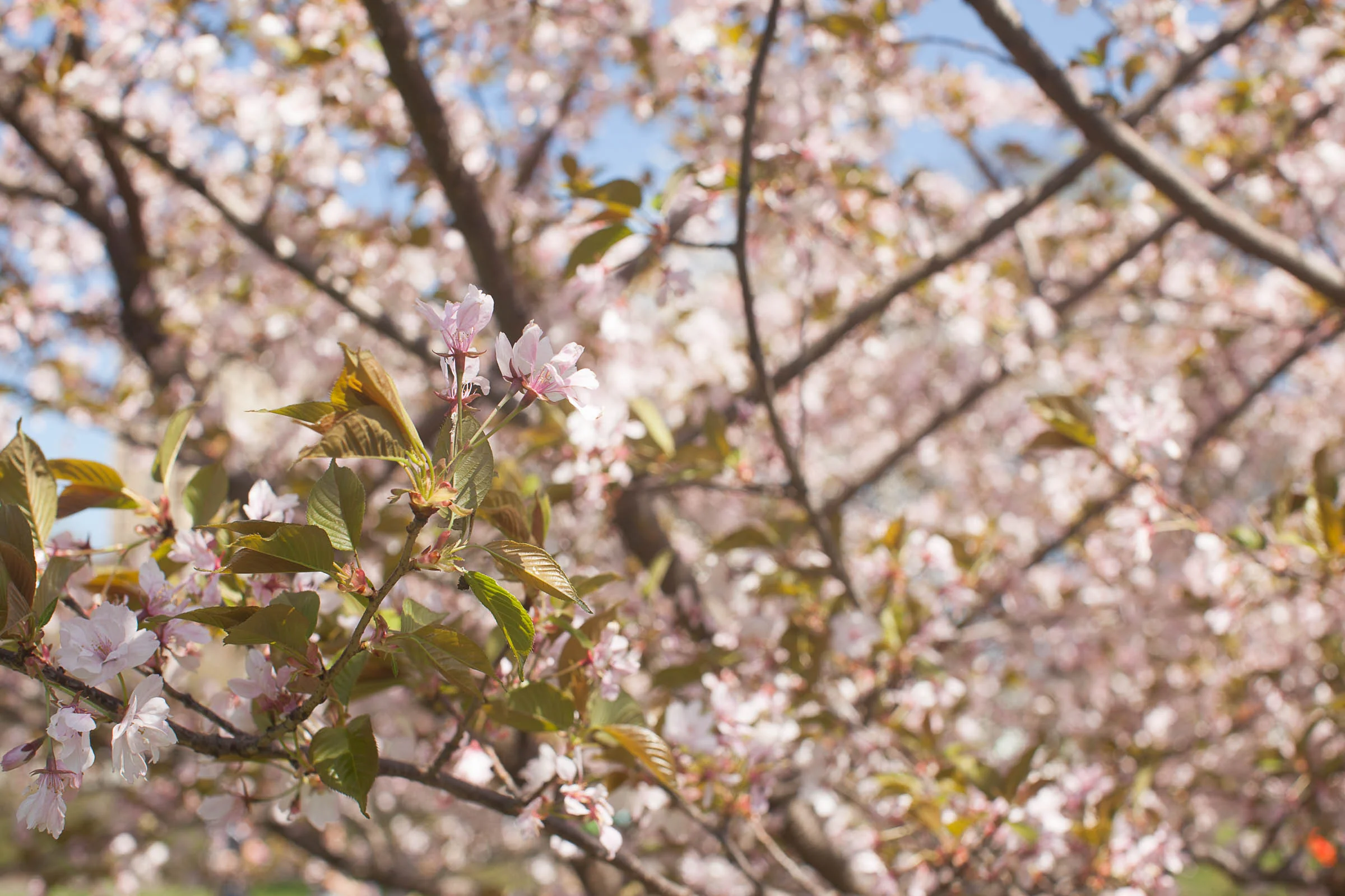f/7.1, 1/200, ISO 100