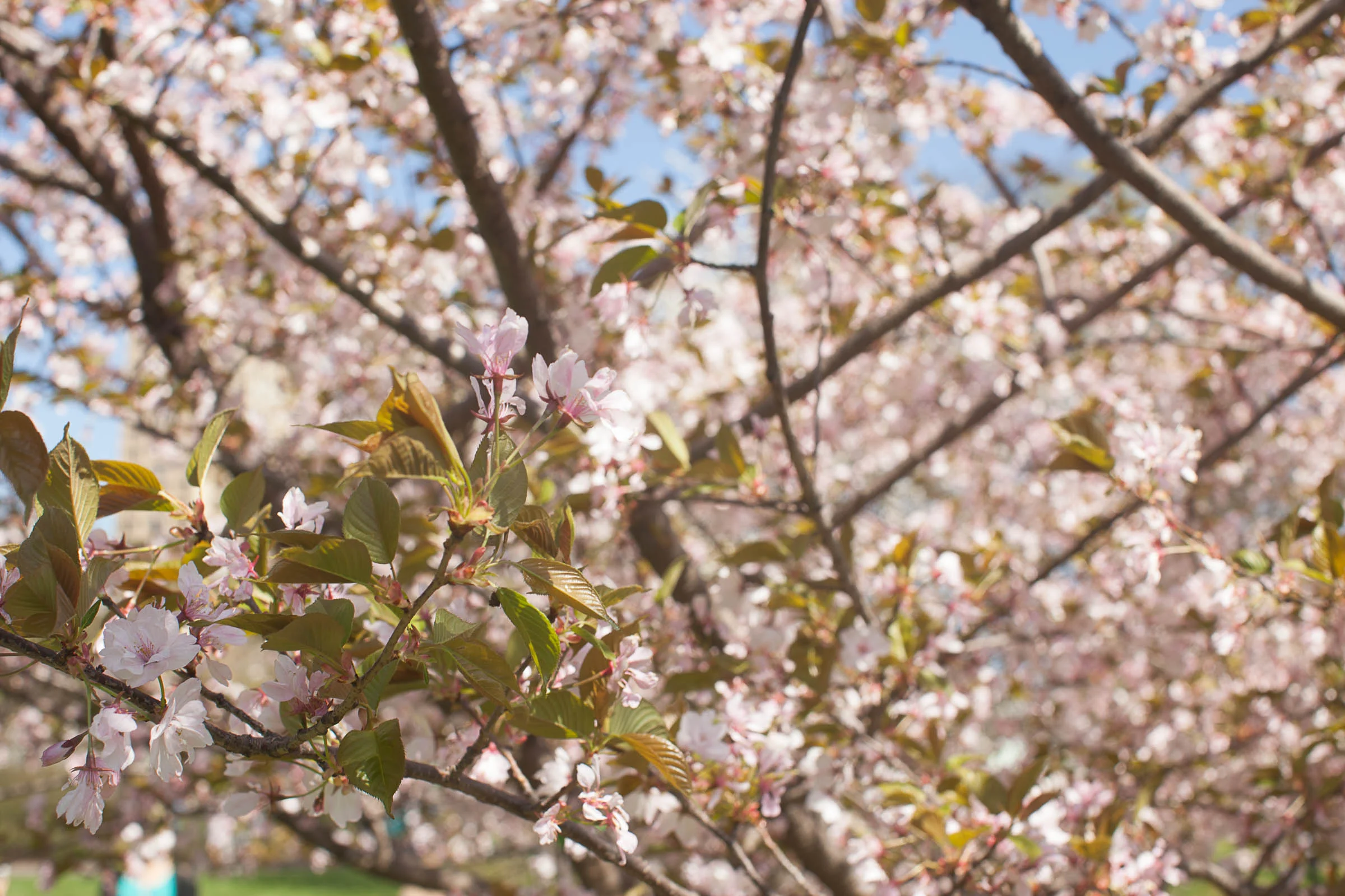 f/8.0, 1/200, ISO 160