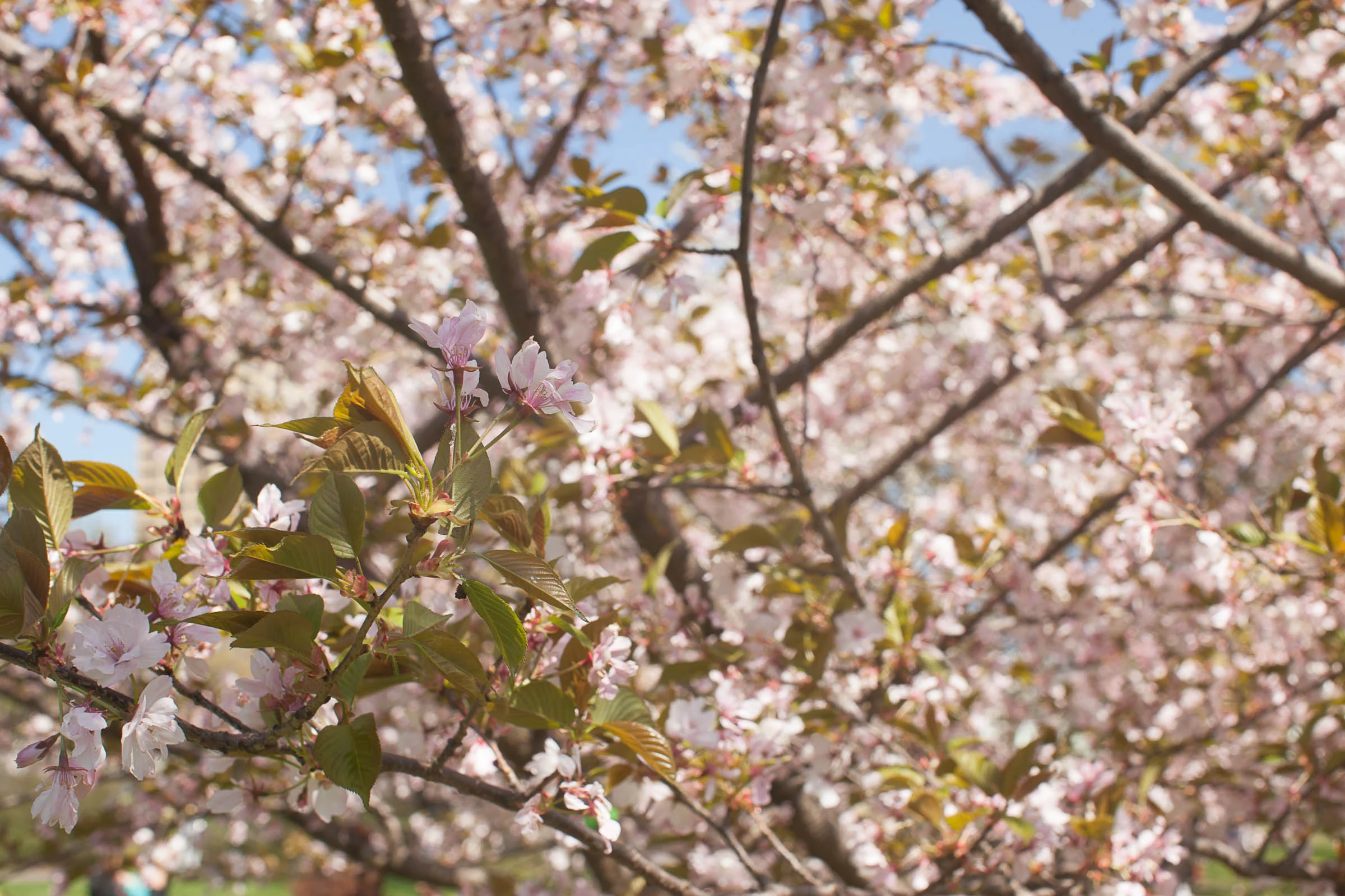 f/10, 1/200, ISO 250